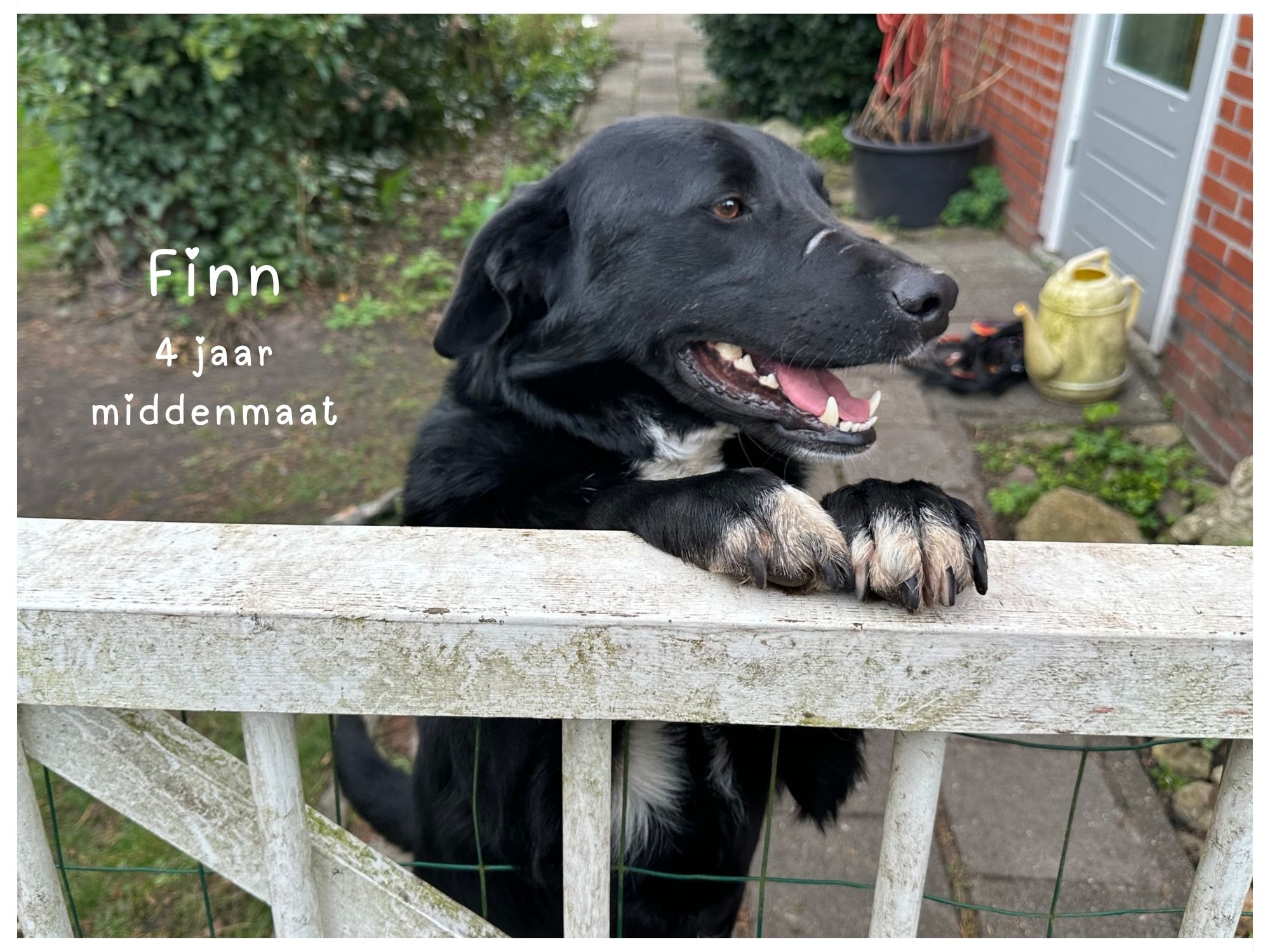 finn ter adoptie