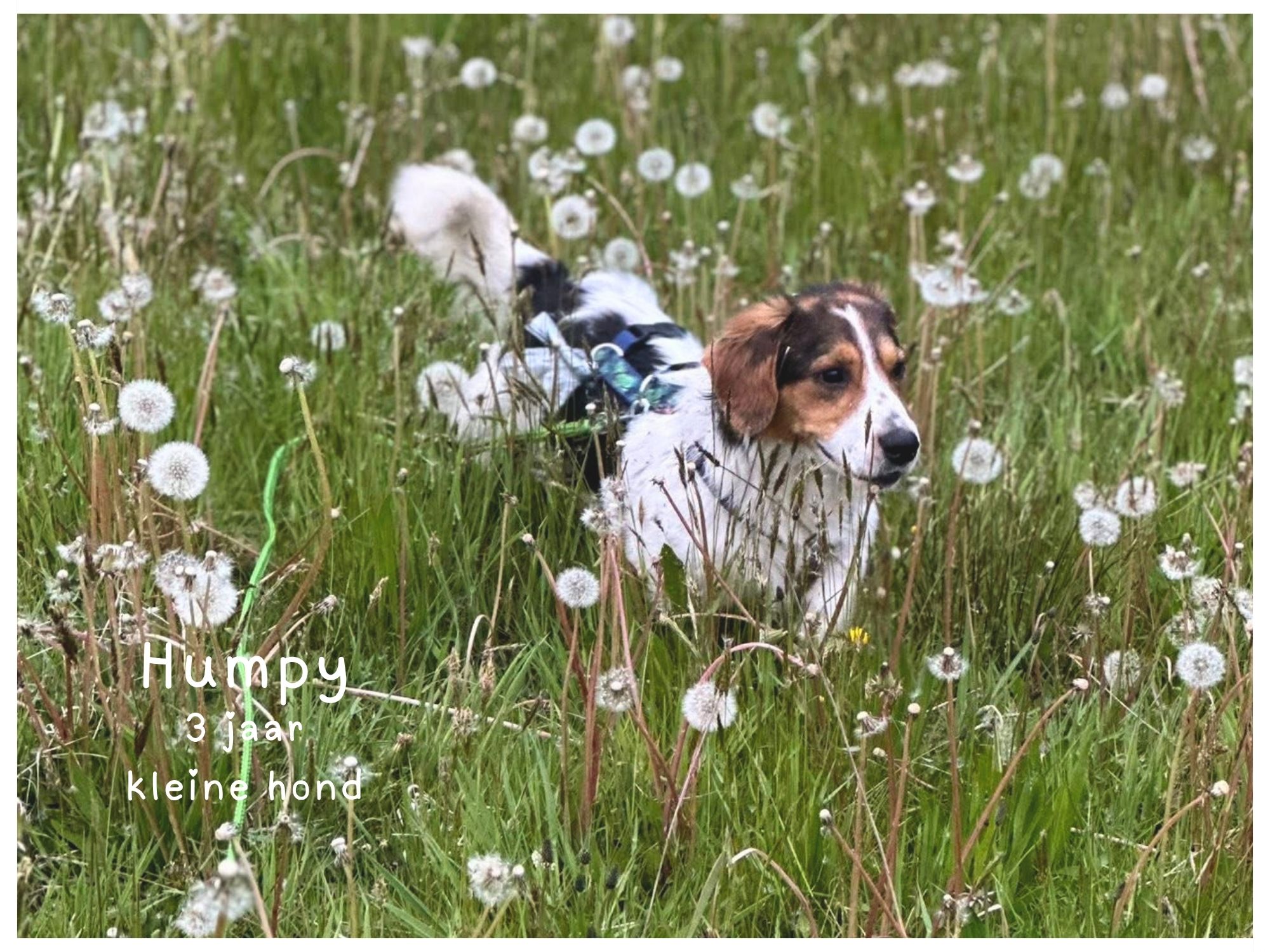 humpy ter adoptie