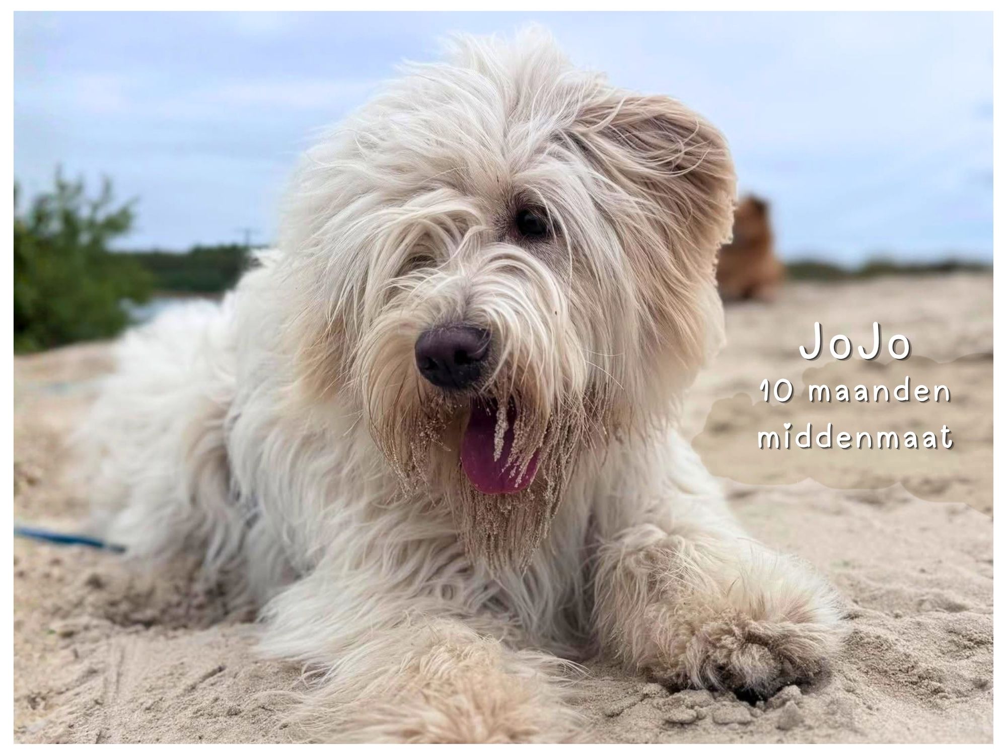 jojo ter adoptie
