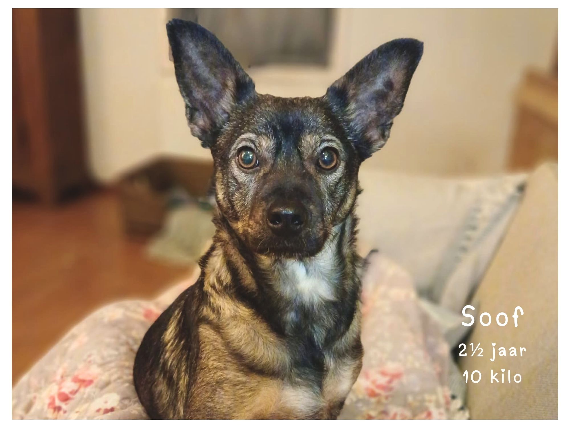 soof ter adoptie