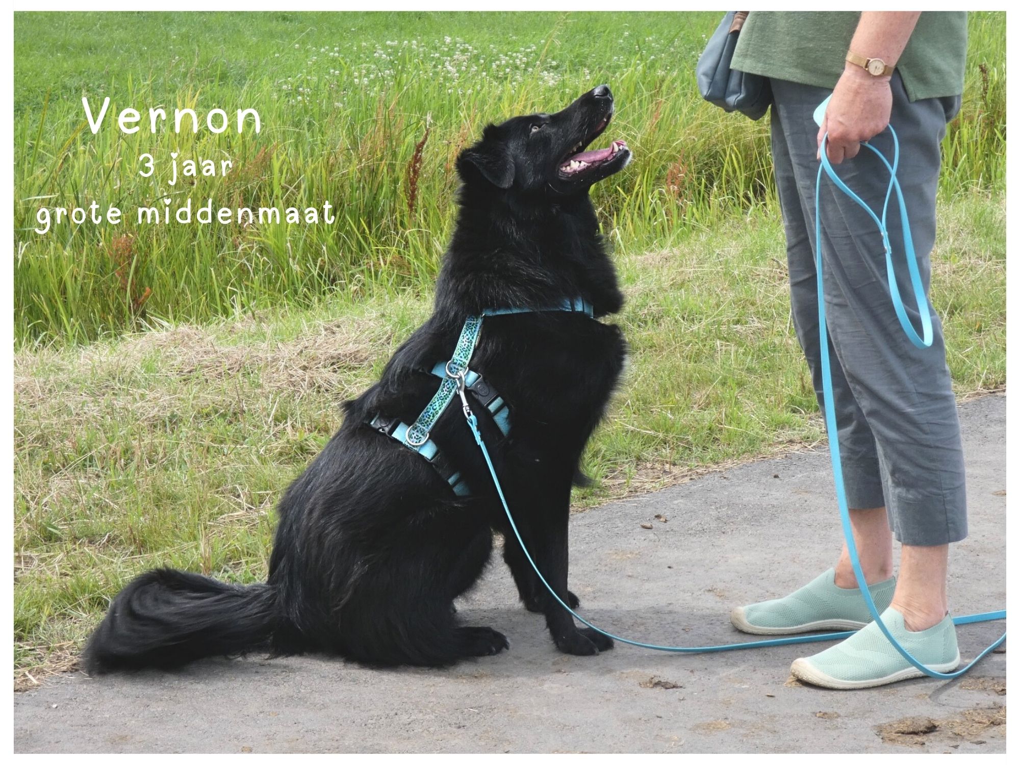vernon ter adoptie