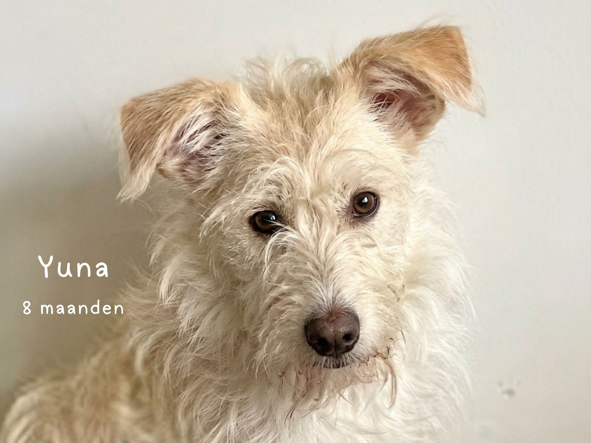 yuna ter adoptie
