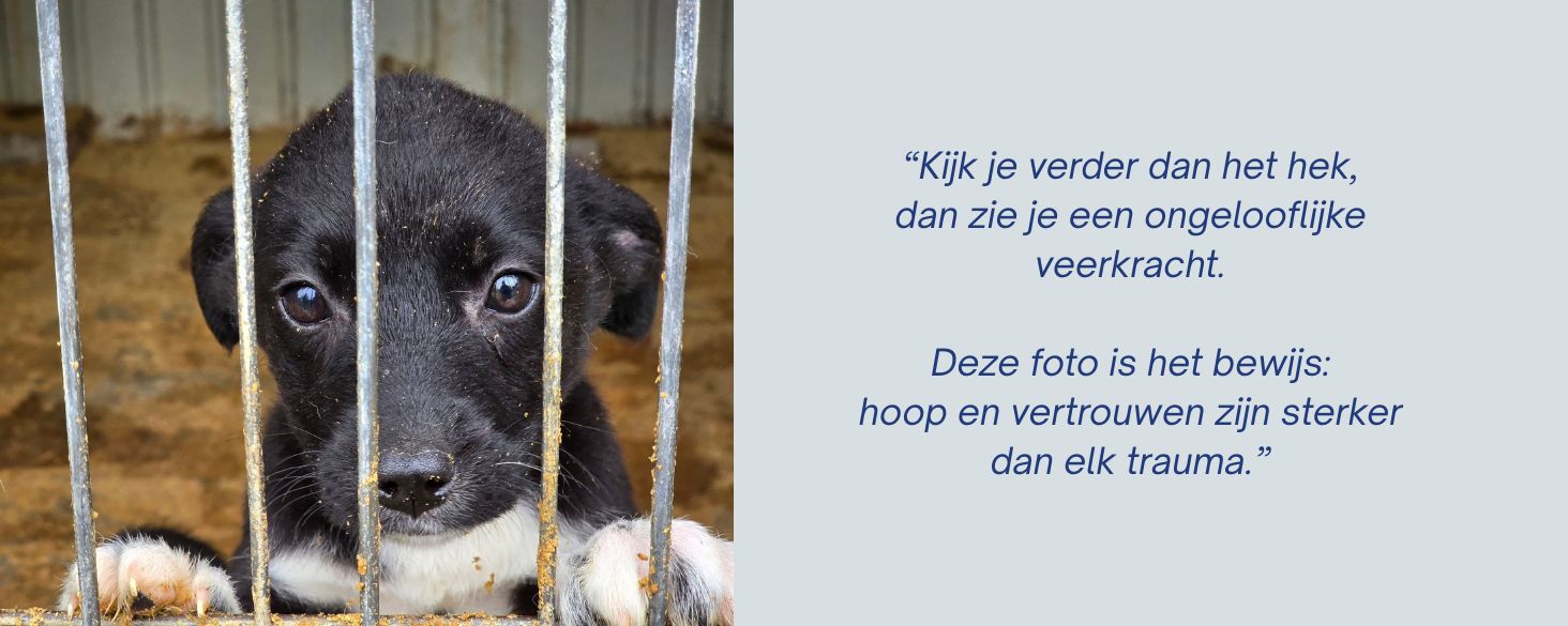 hoop-en-vertrouwen