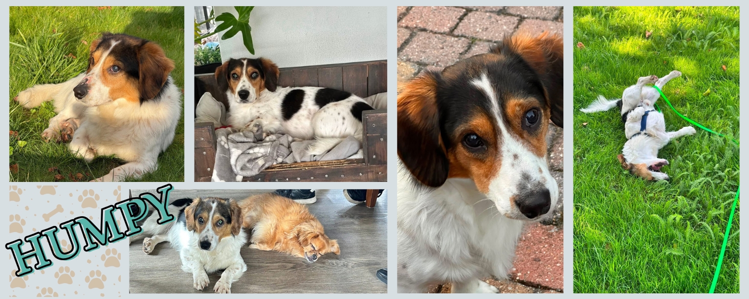 Blind hondje Humpy zoekt zijn eigen thuis