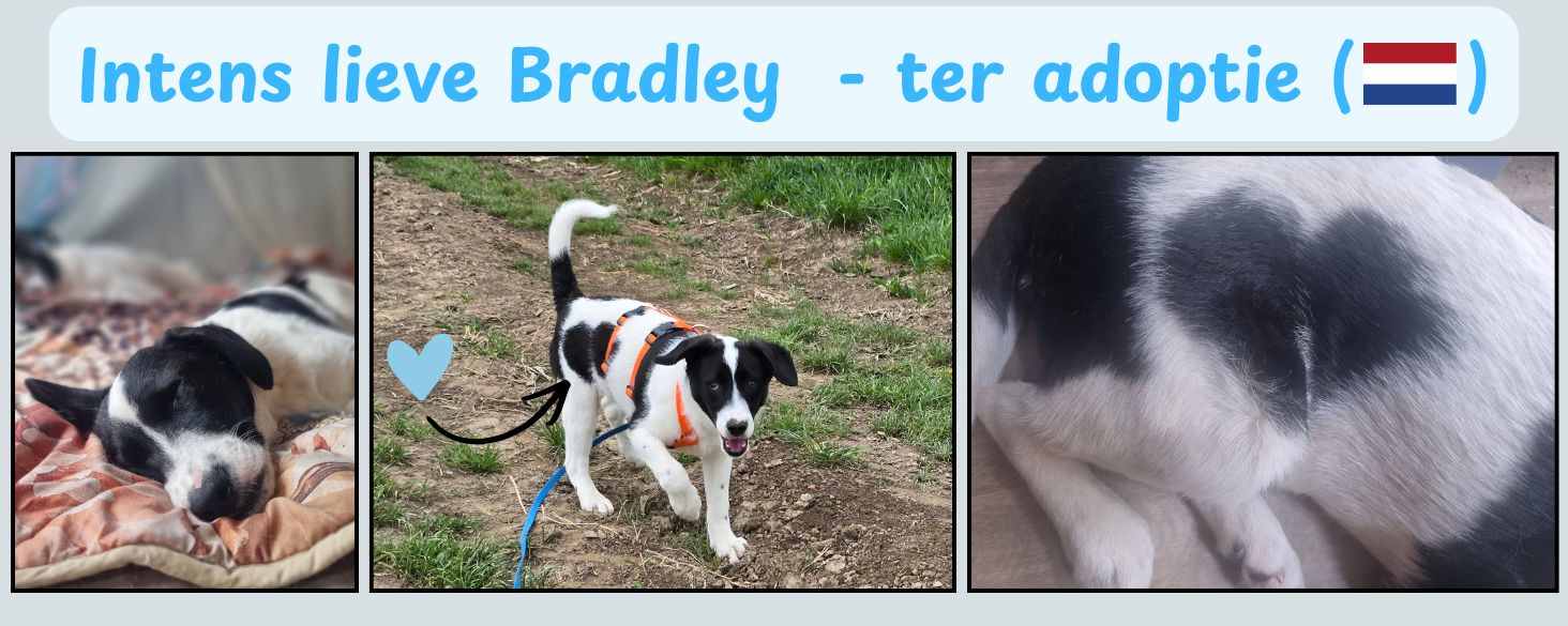 Intens lieve hond Bradley zoekt ter adoptie
