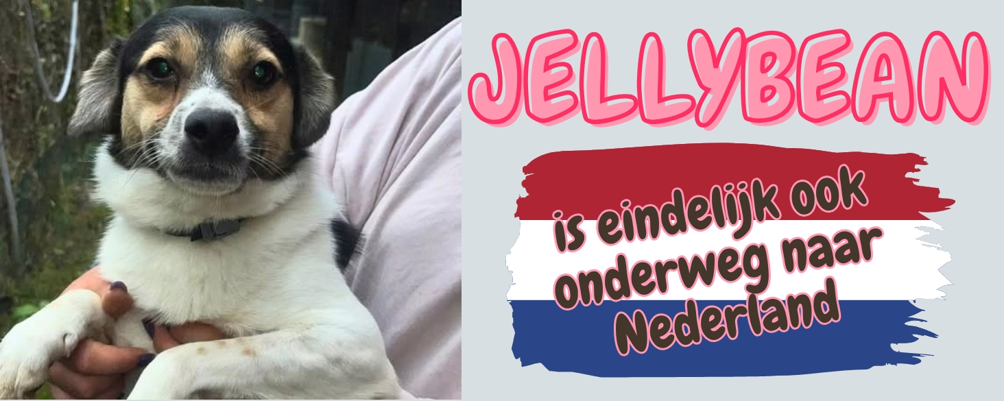 bijzonder hondje Jellybean onderweg naar Nederland