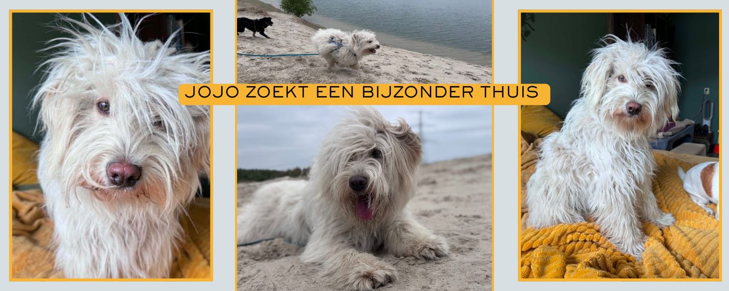 hond ter adoptie zoekt thuis