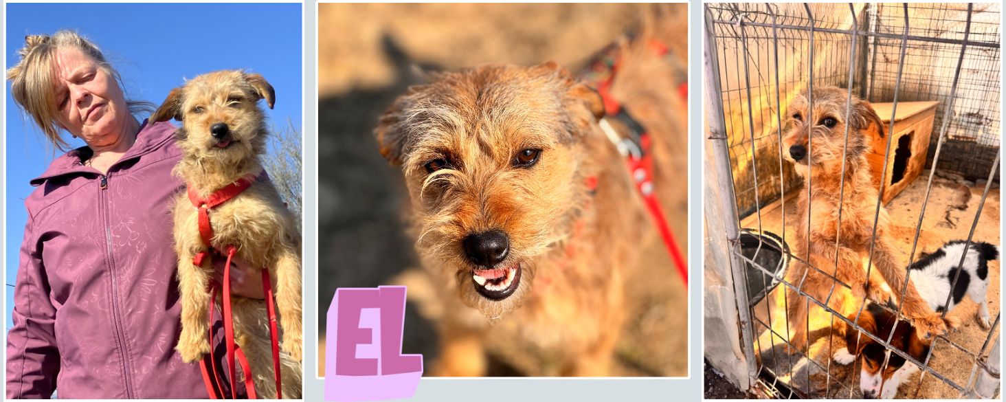 kleine buitenlandse hond adopteren