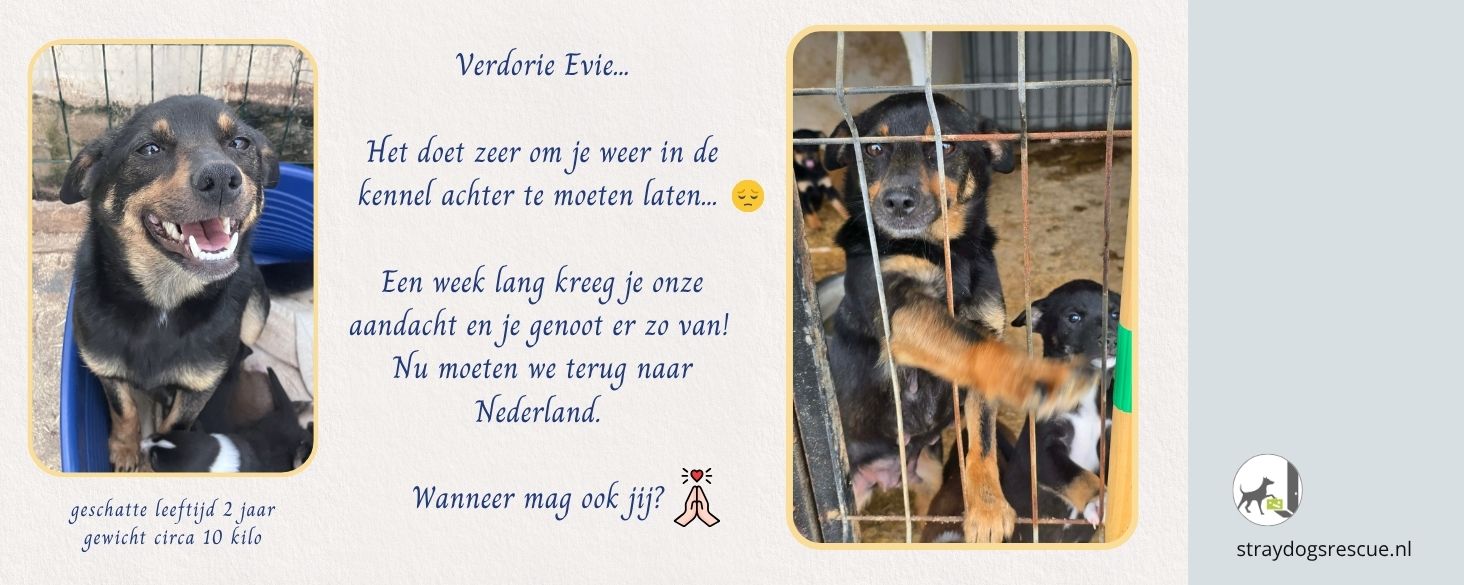 kleine hond in het asiel