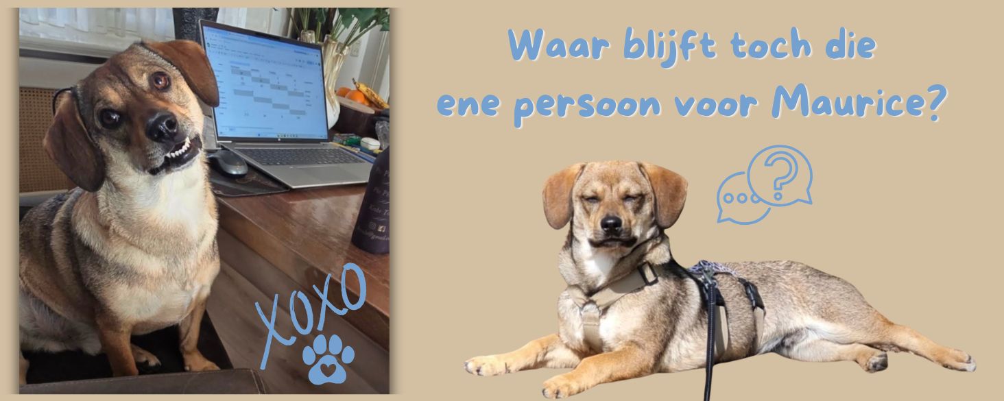 kleine hond zoekt thuis