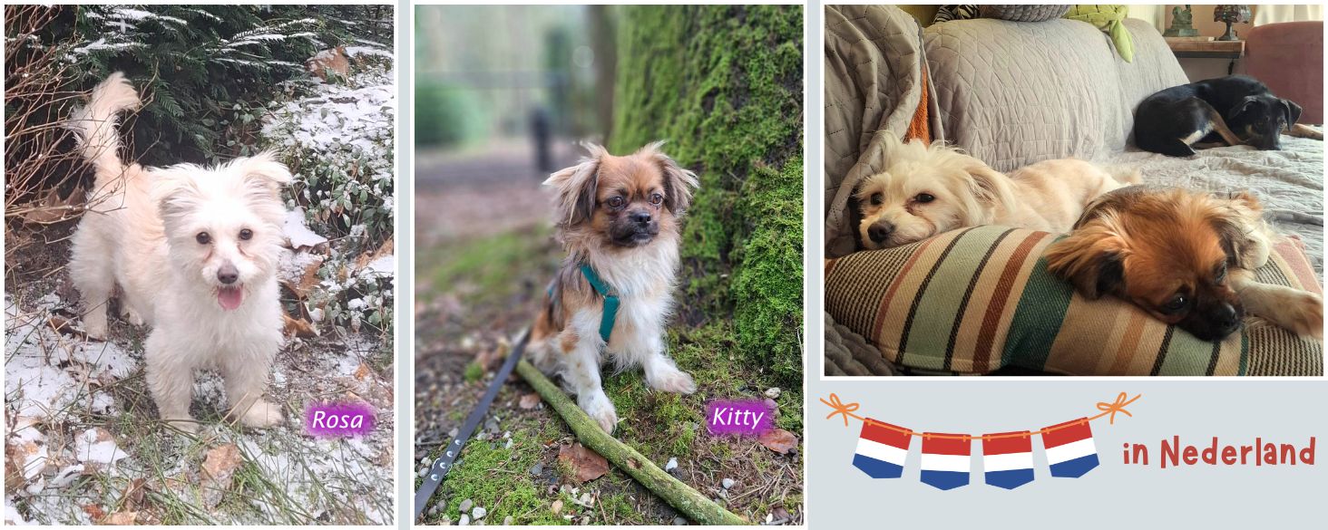 kleine hondjes asiel