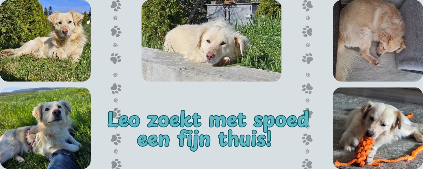 Leo zoekt met spoed een fijn thuis