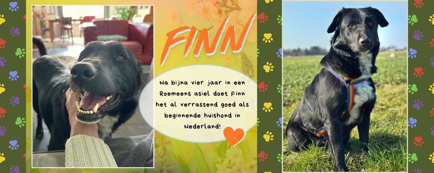Finn labrador type hond zoekt thuis