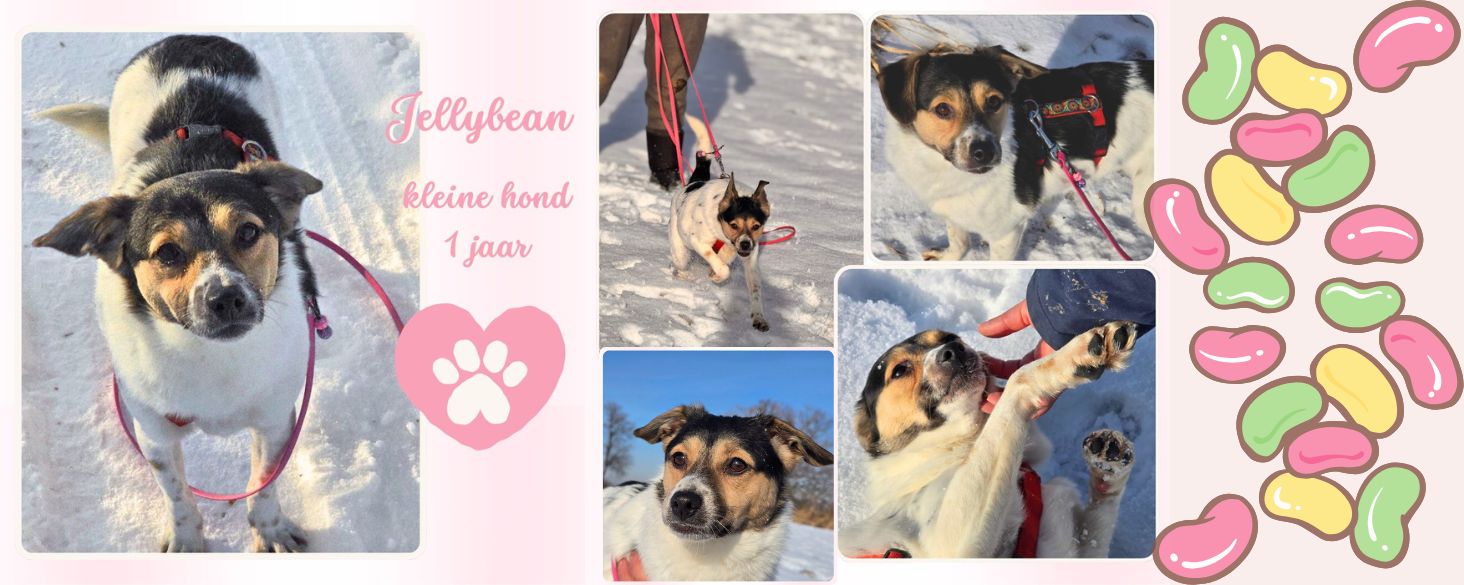 Jellybean zoekt thuis