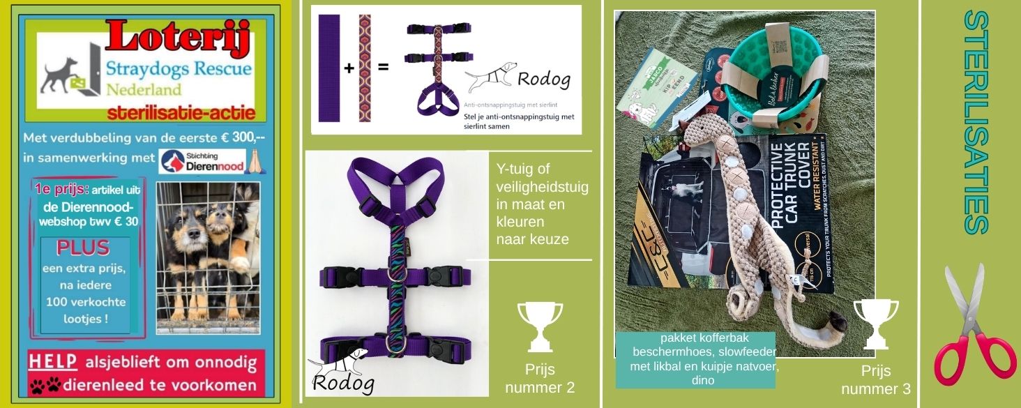 sterilsatie campagne zwerfhonden roemenië