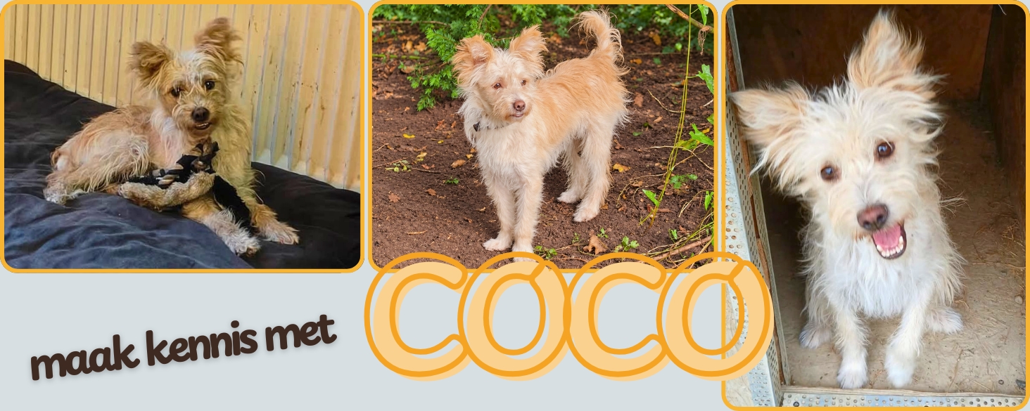 Maak kennis met Coco