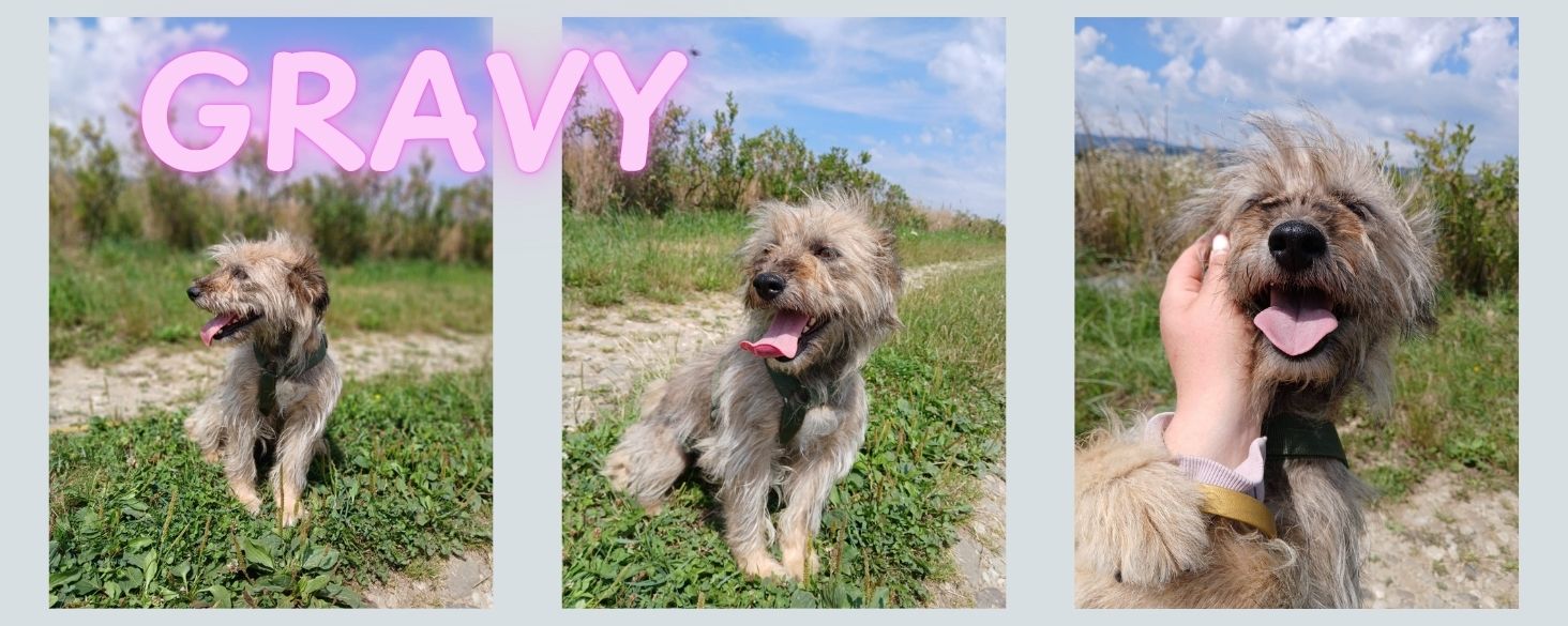 nieuwe hond in opvang gravy