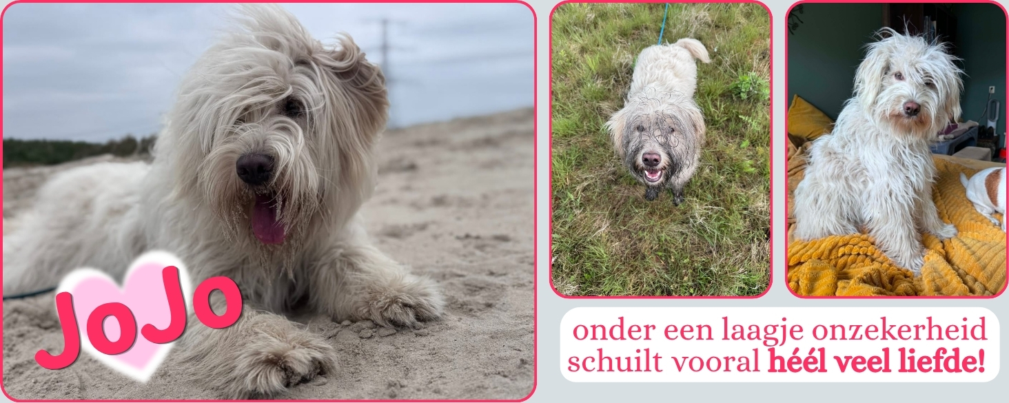 Maak kennis met JoJo