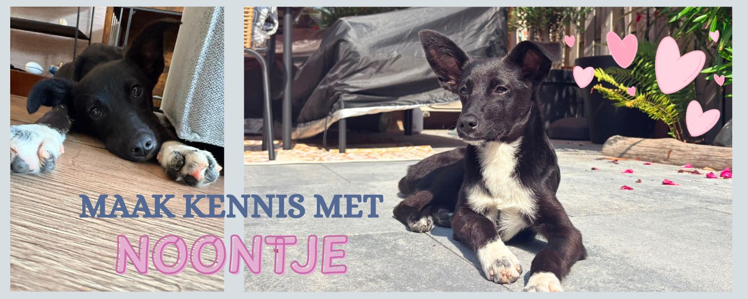maak kennis met pup noontje