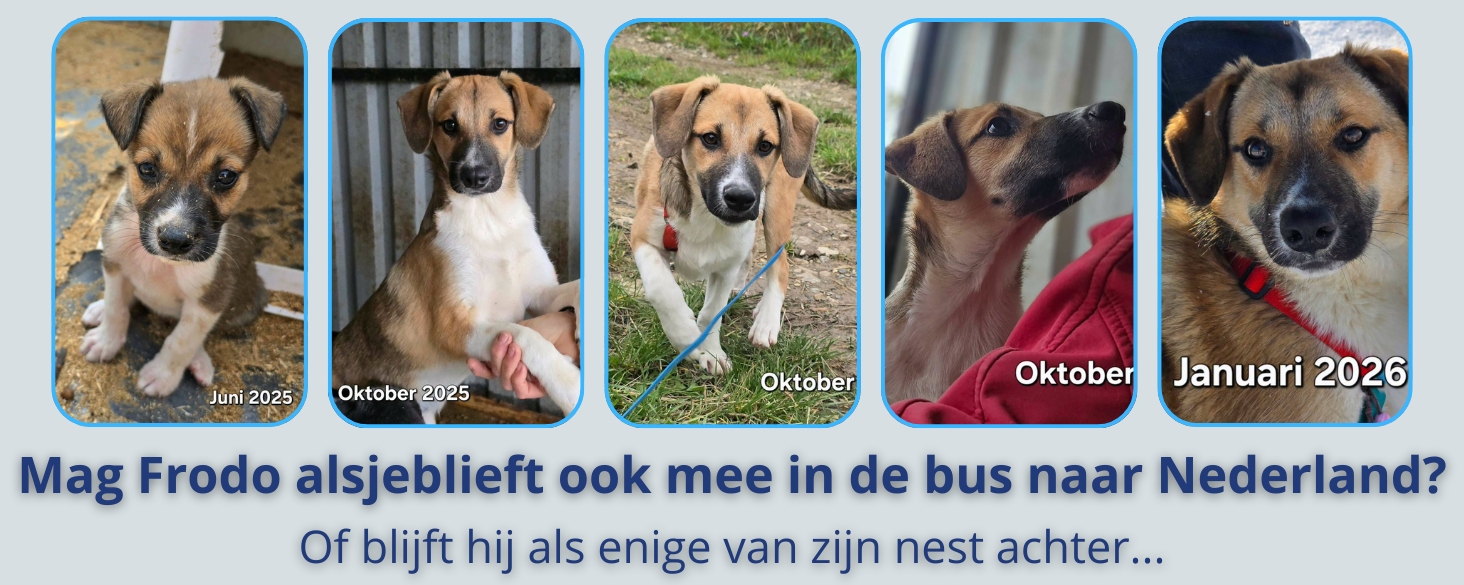 Mag Frodo mee in de bus naar Nederland?
