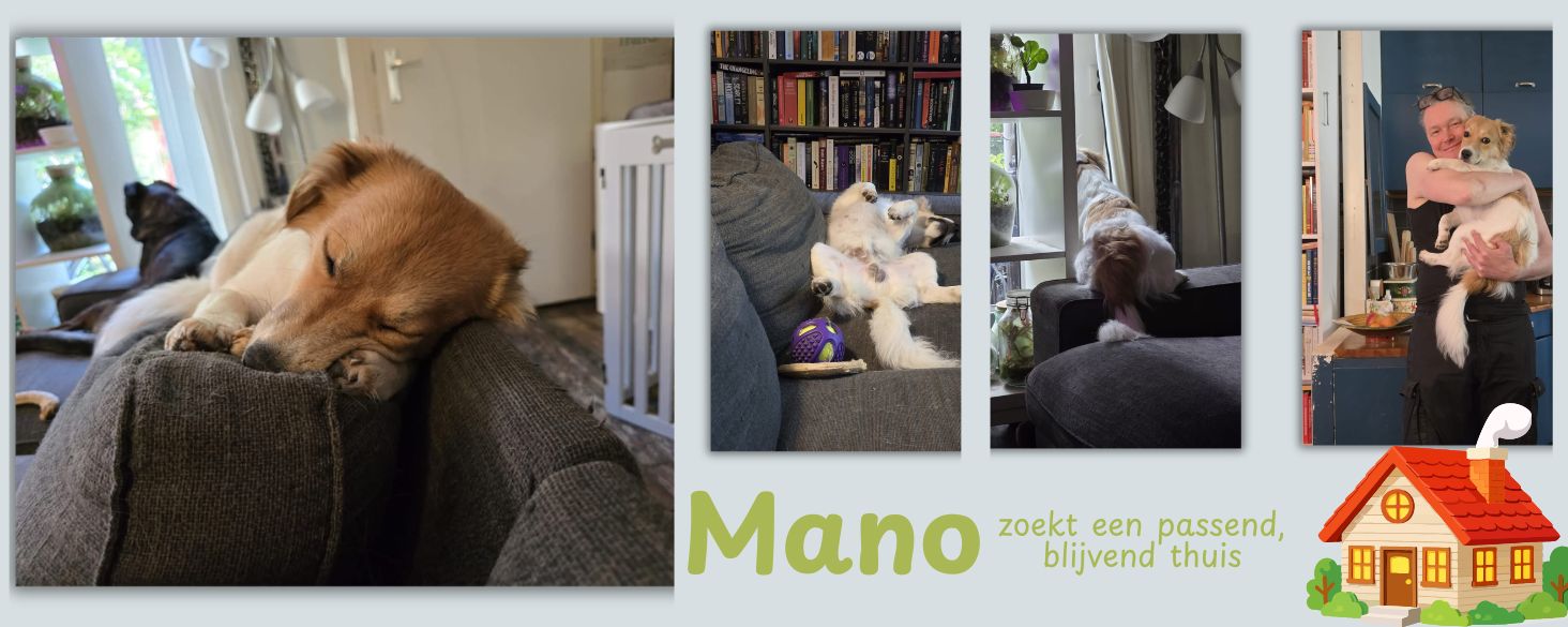 mano wacht op een passend thuis