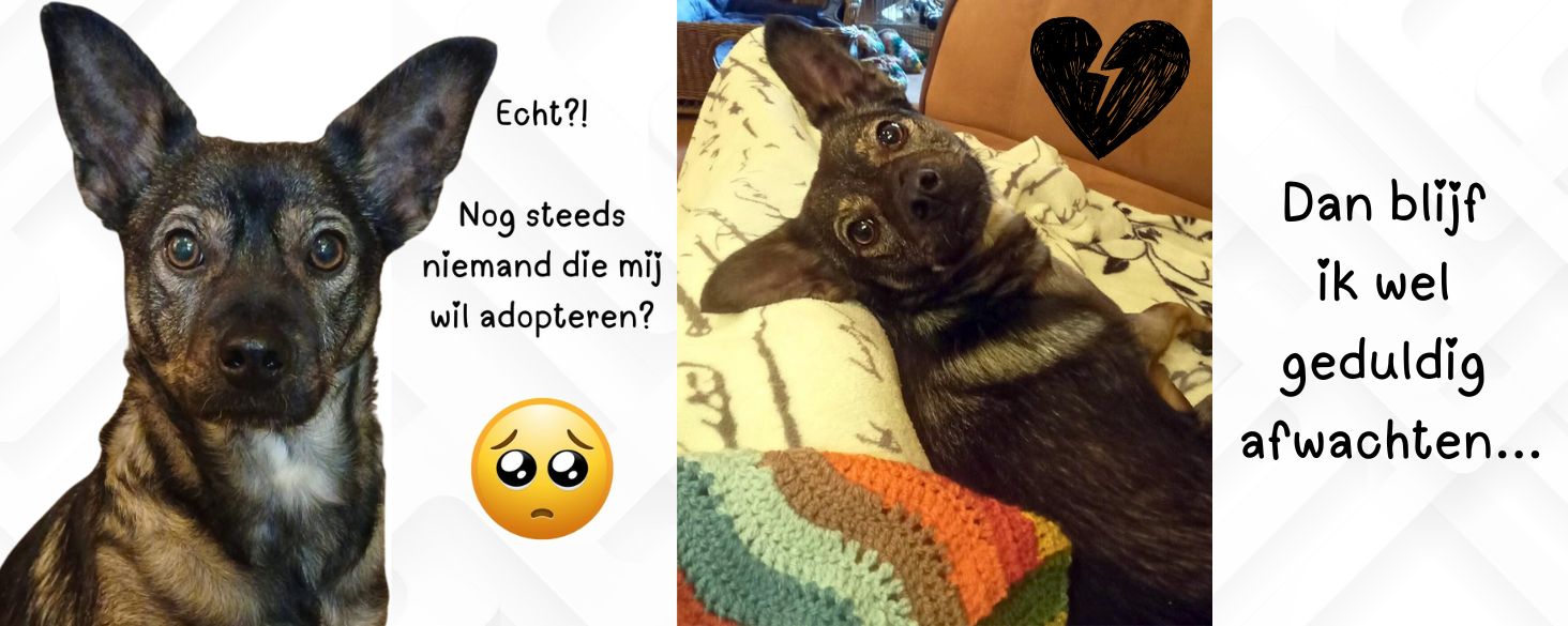 Soof herplaatser uit Roemenie