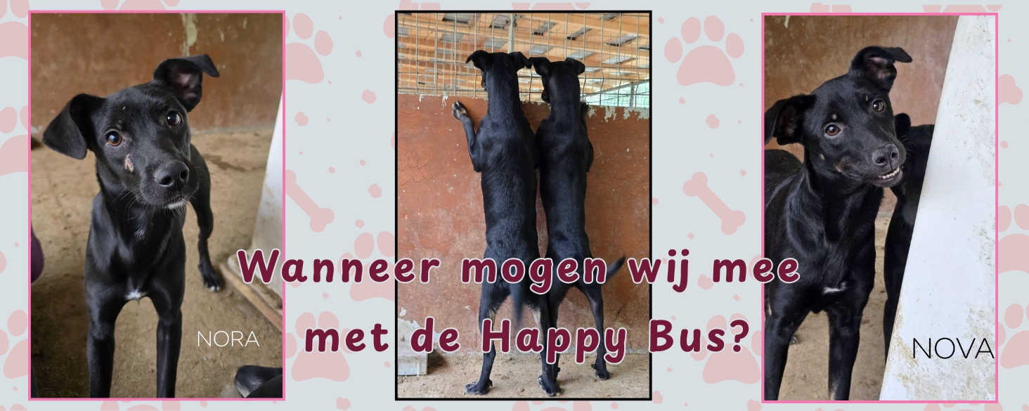 Wanneer mogen hondjes Nora en Nova mee met de happy bus?