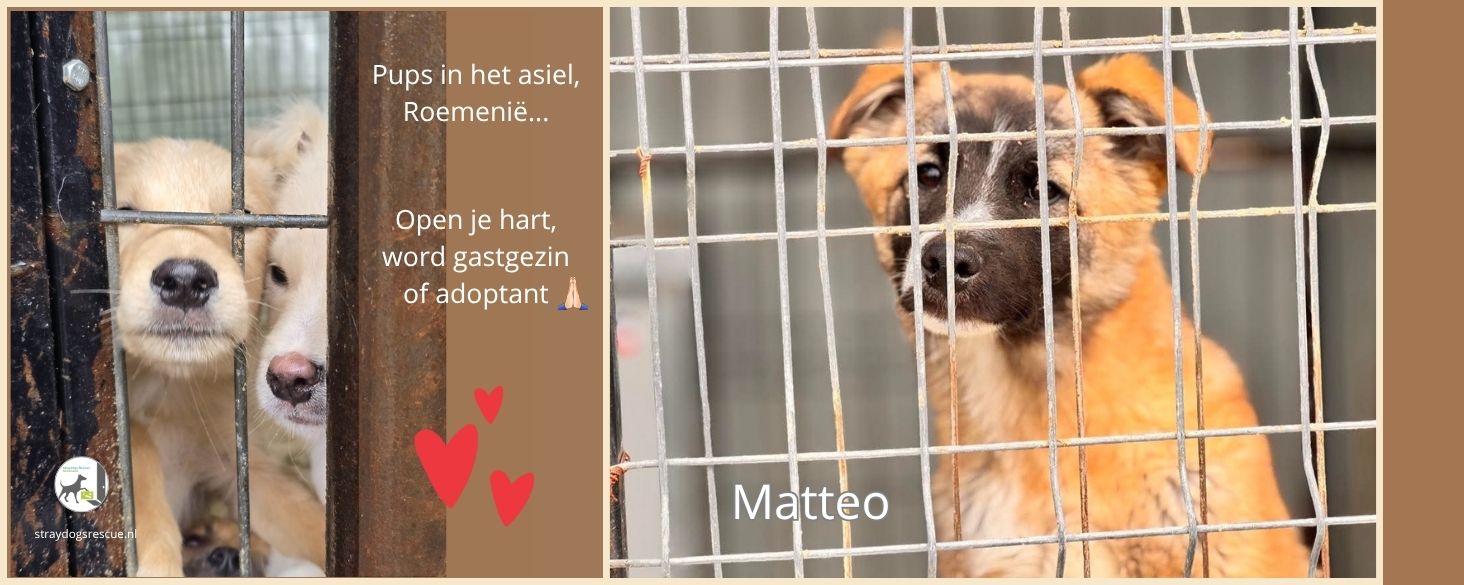 onze pups in het asiel