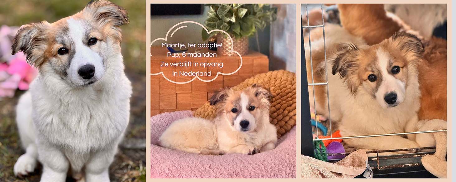 Puppy ter adoptie: Maartje Kwispelstaartje