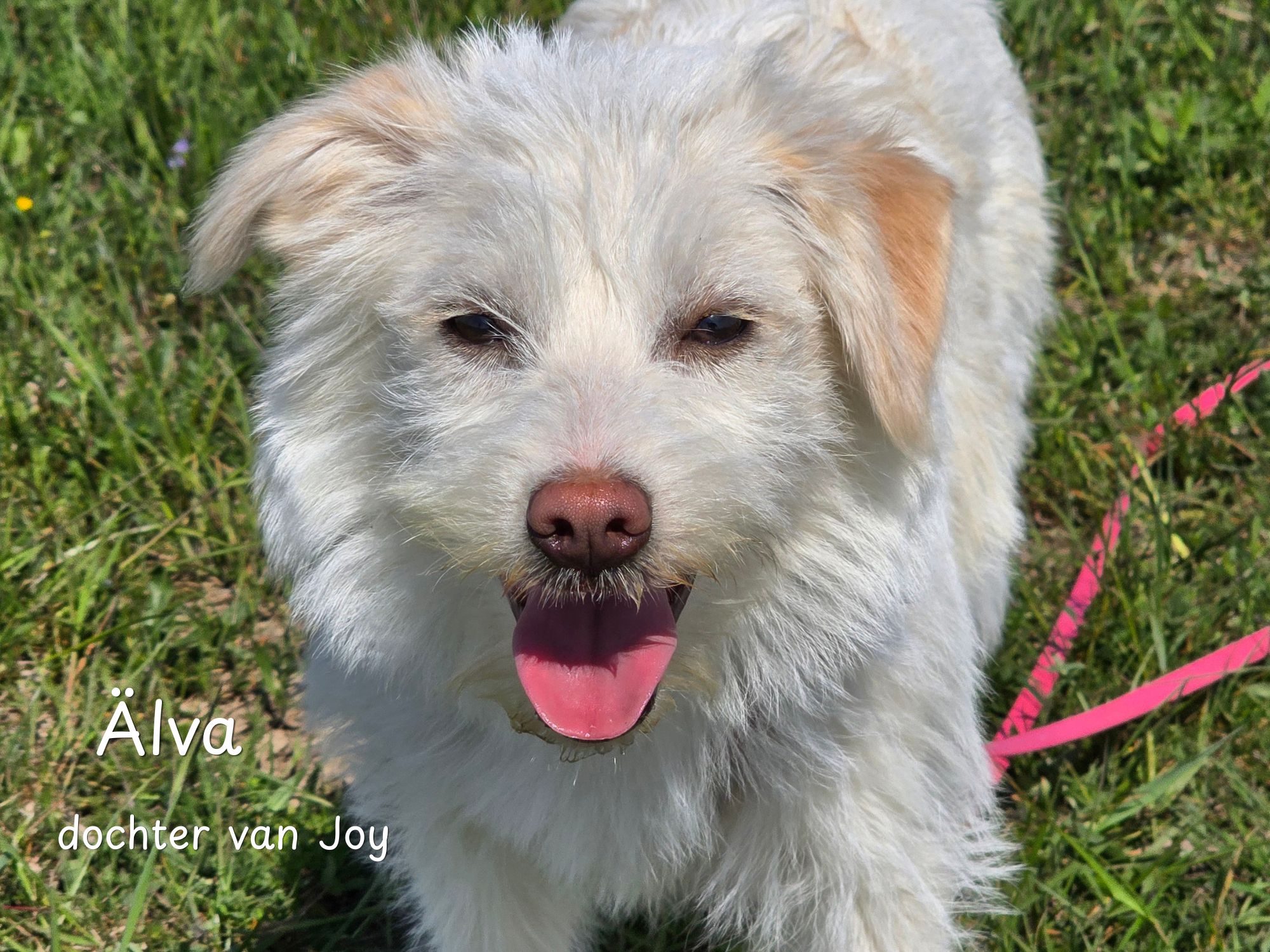 alva ter adoptie