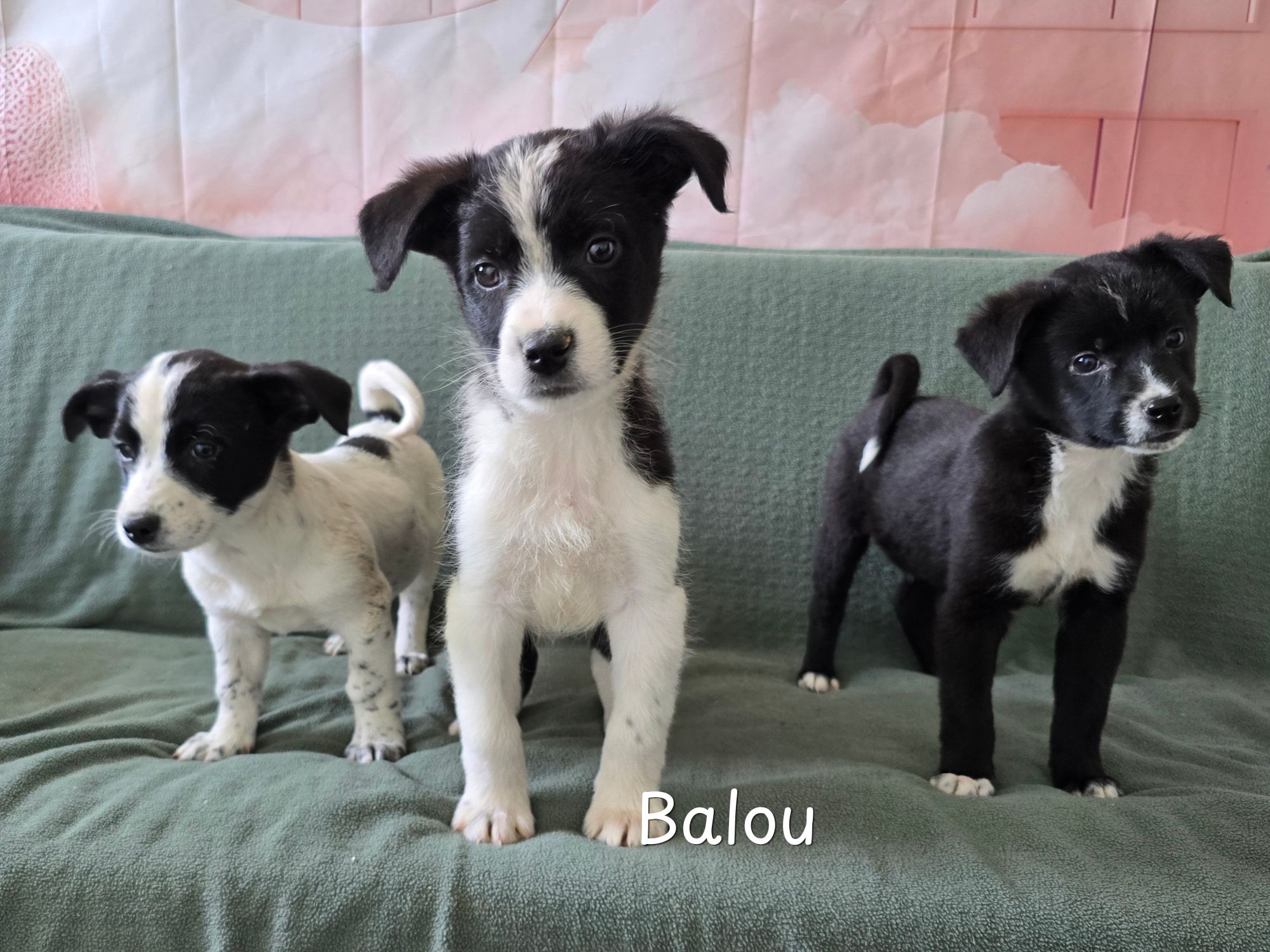 balou ter adoptie