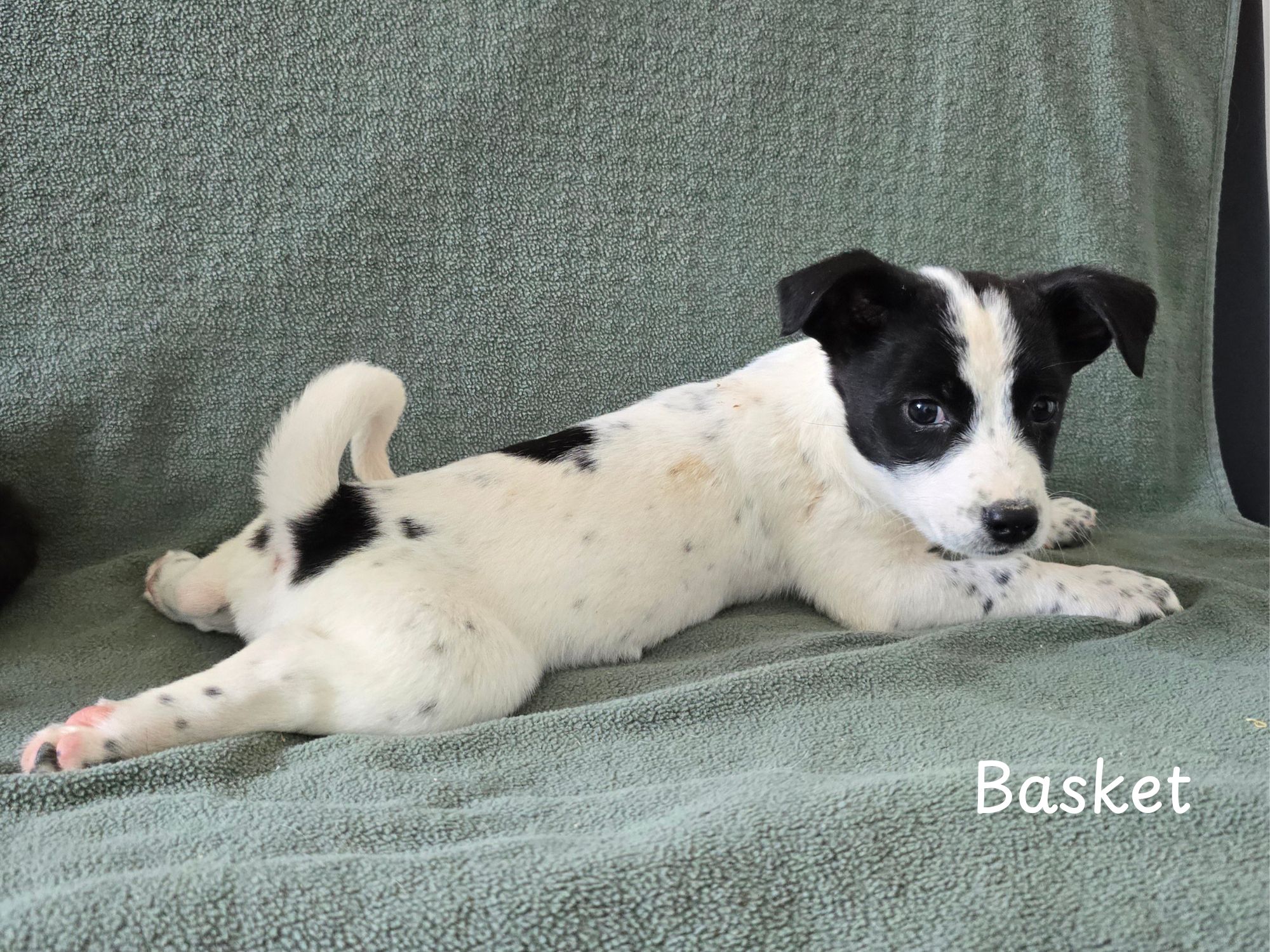 basket ter adoptie