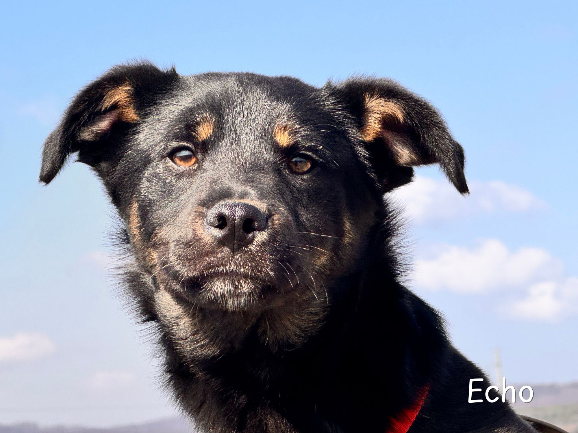 echo ter adoptie