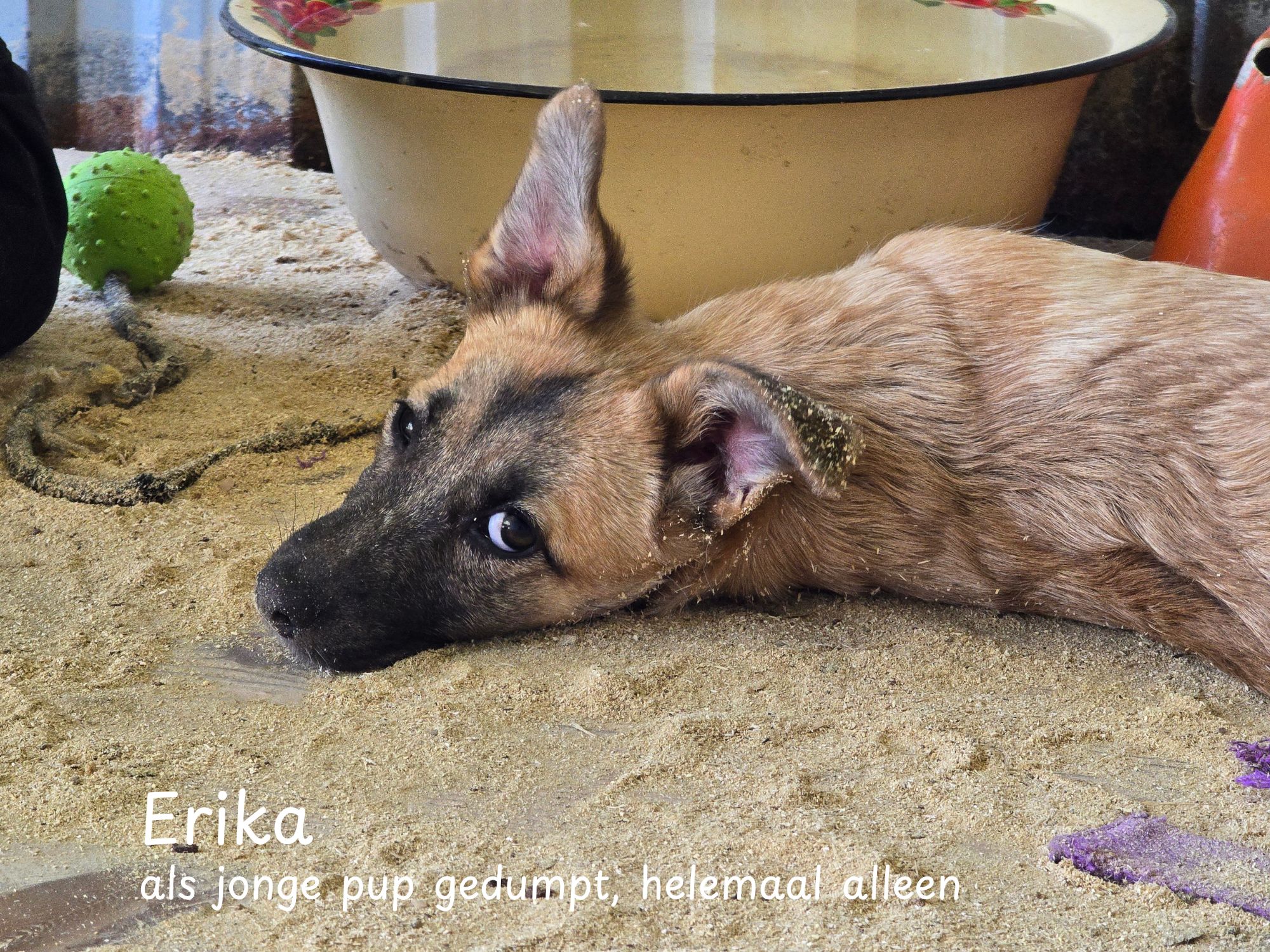 erika ter adoptie