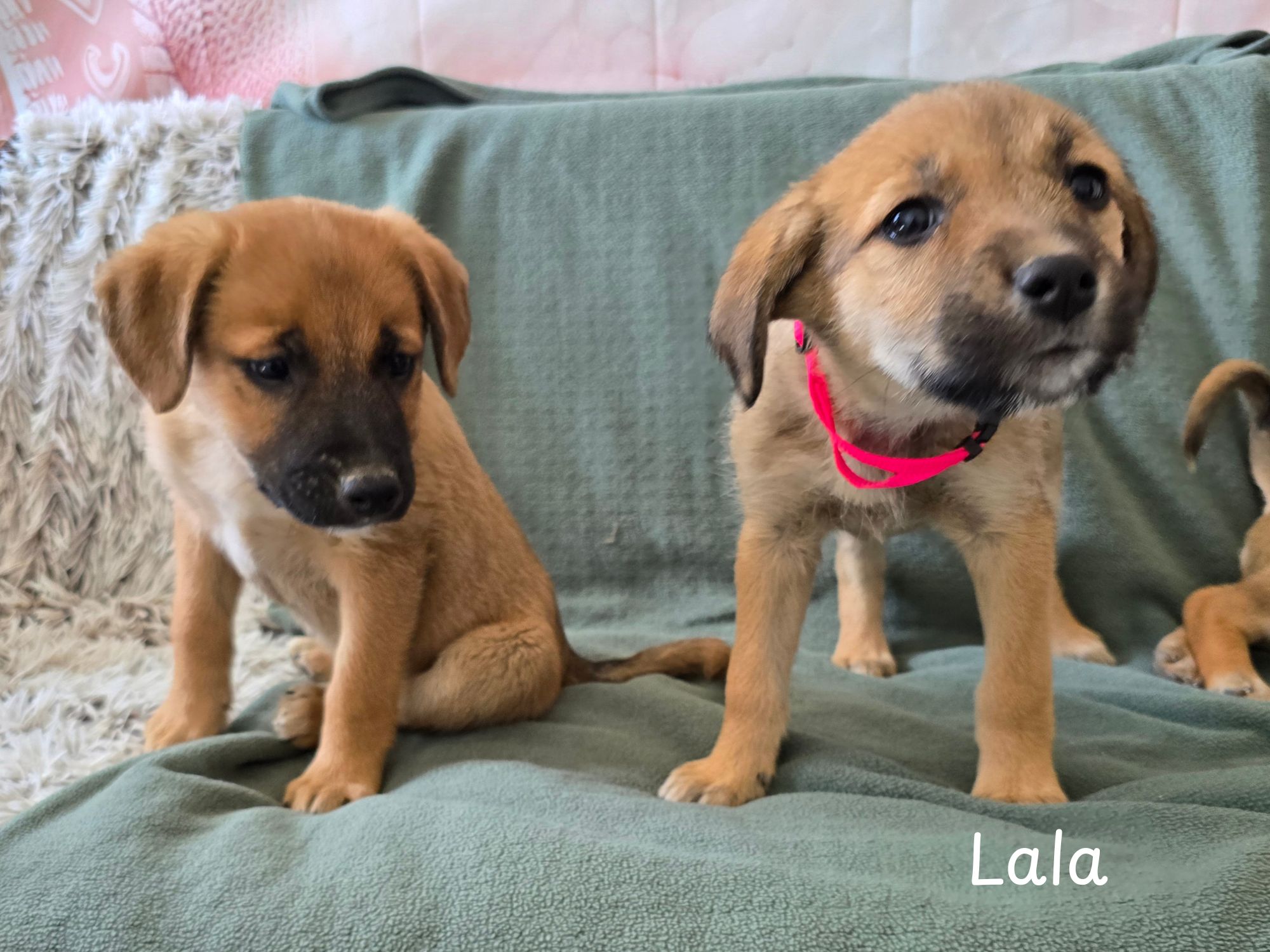 lala ter adoptie