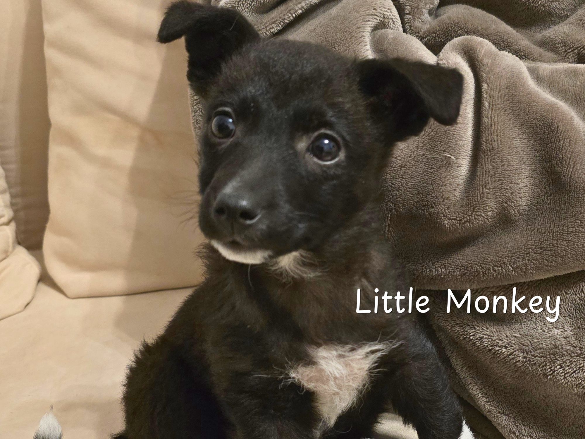 little monkey ter adoptie