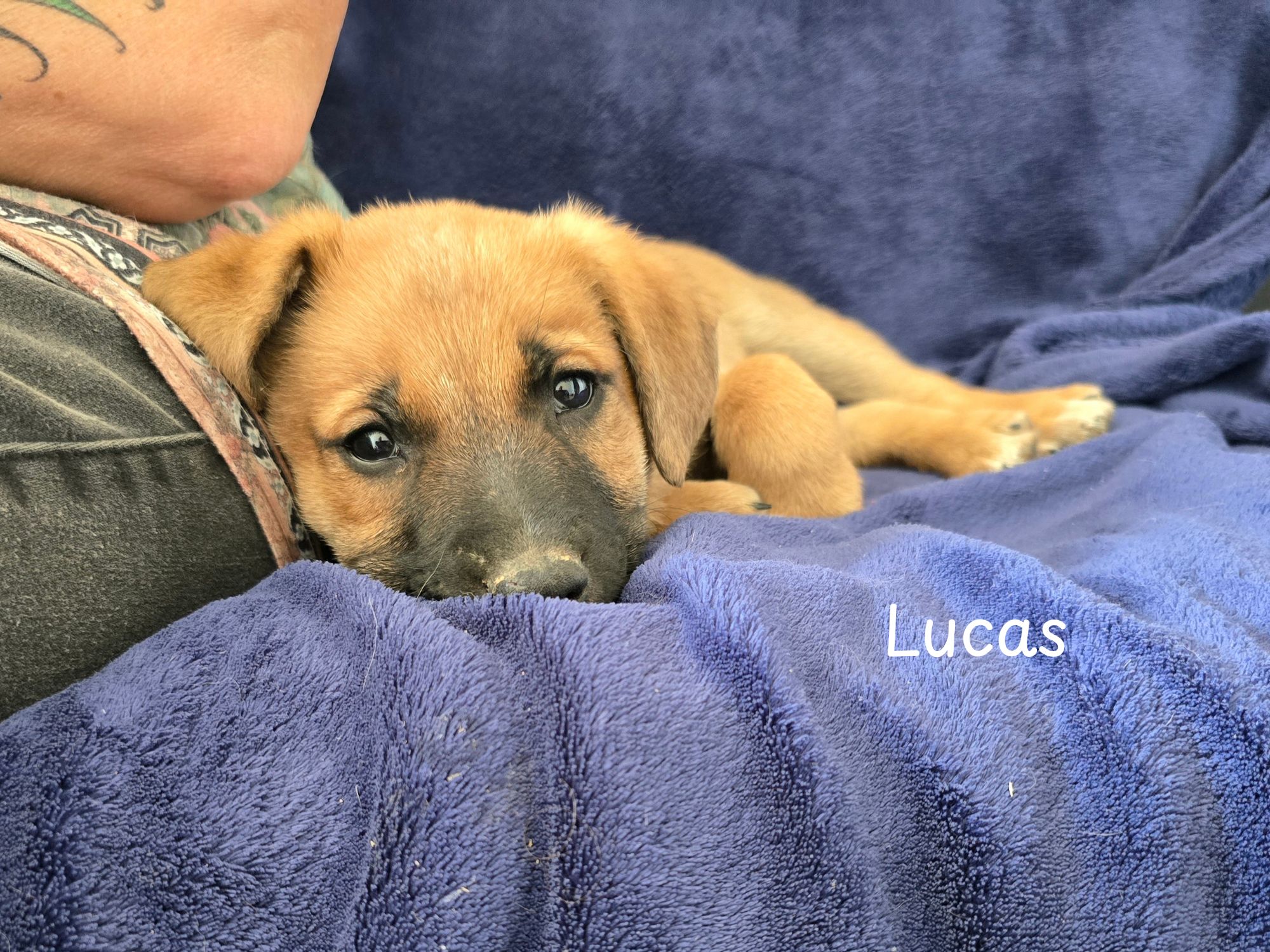 lucas ter adoptie