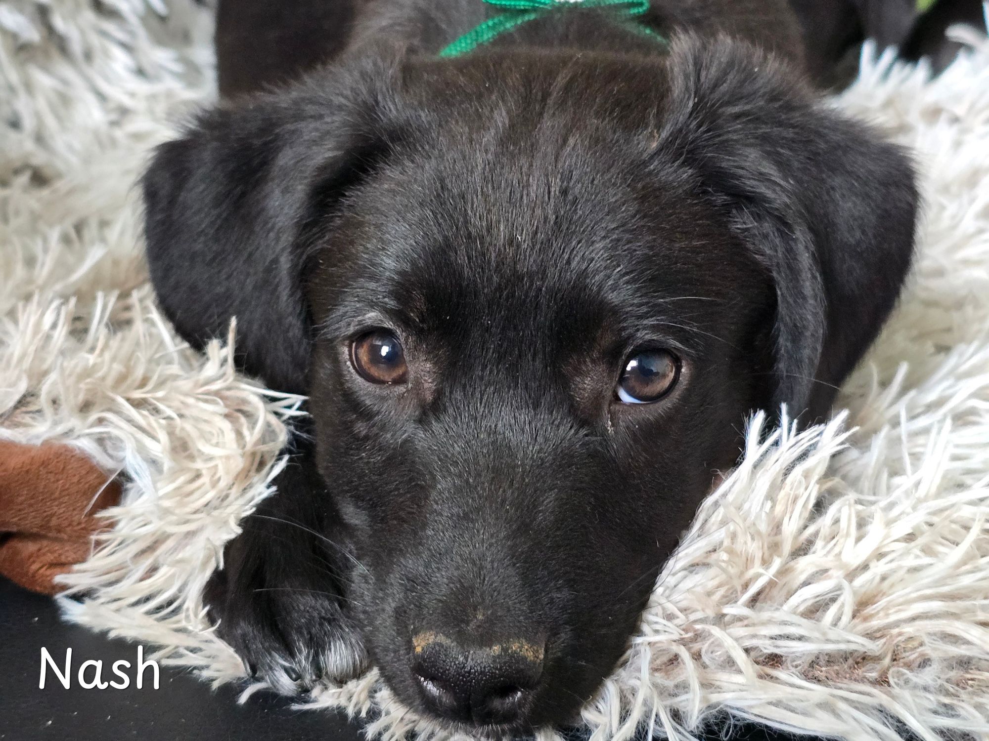 nash ter adoptie