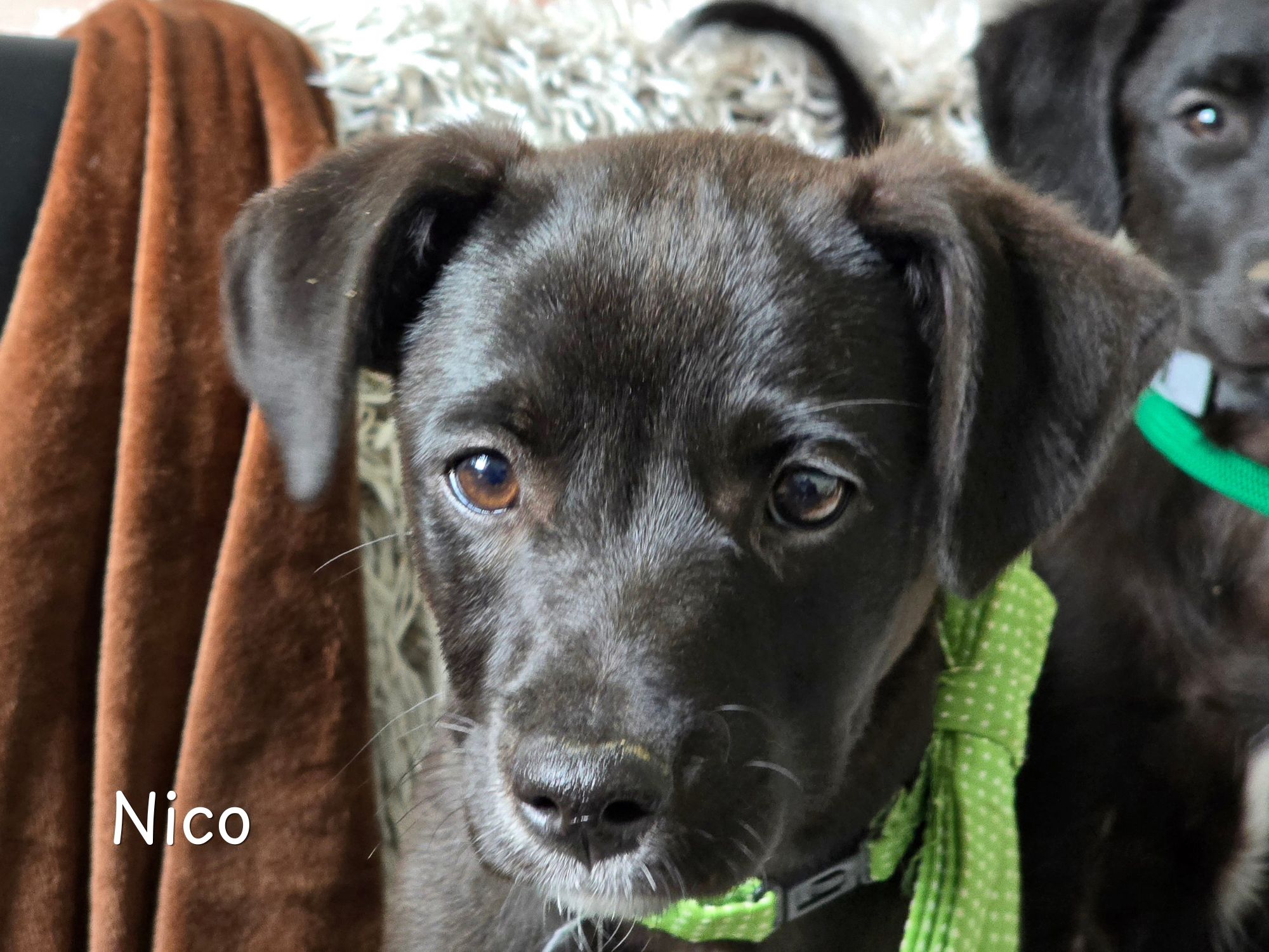 nico ter adoptie