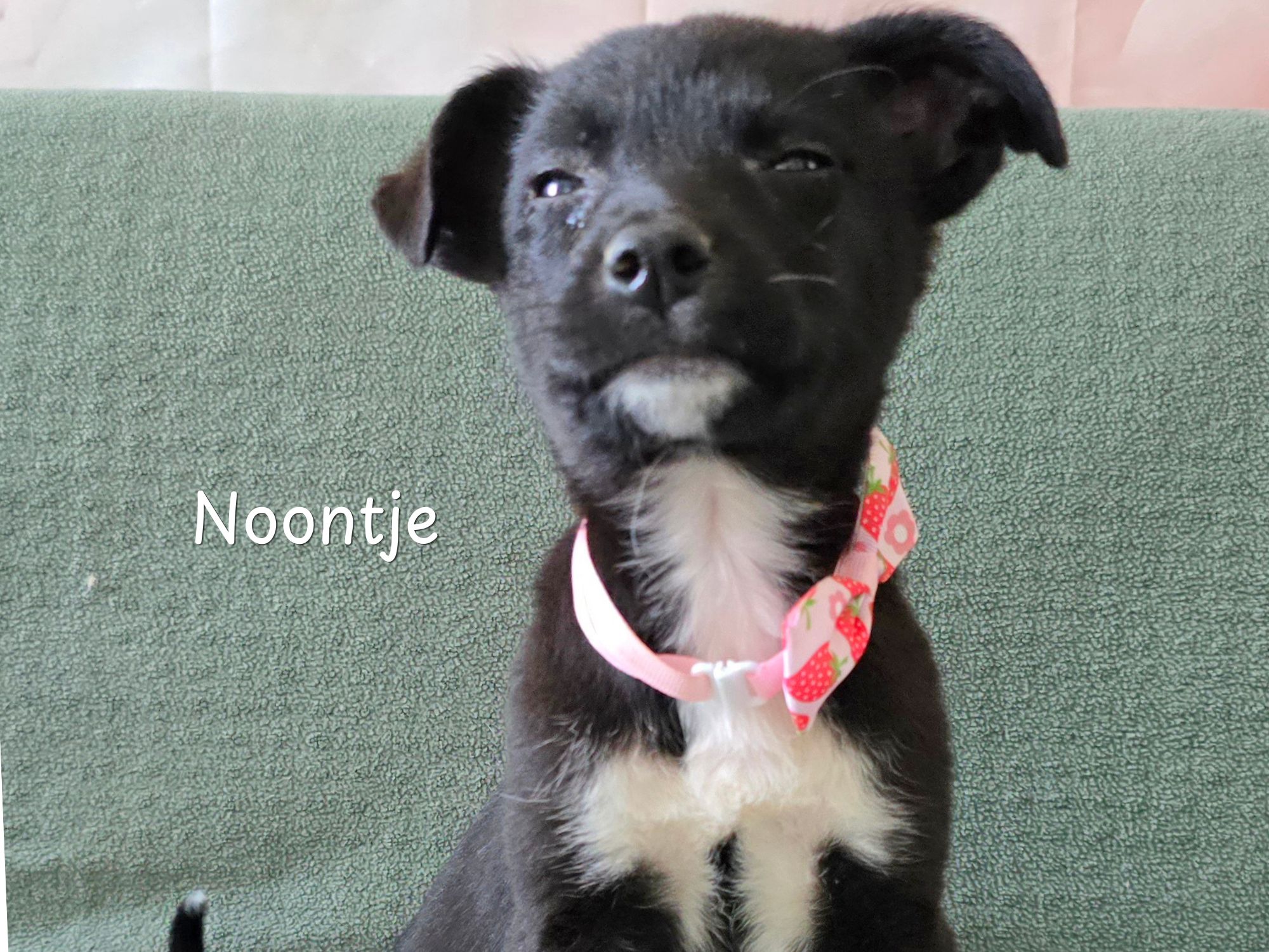 noontje ter adoptie