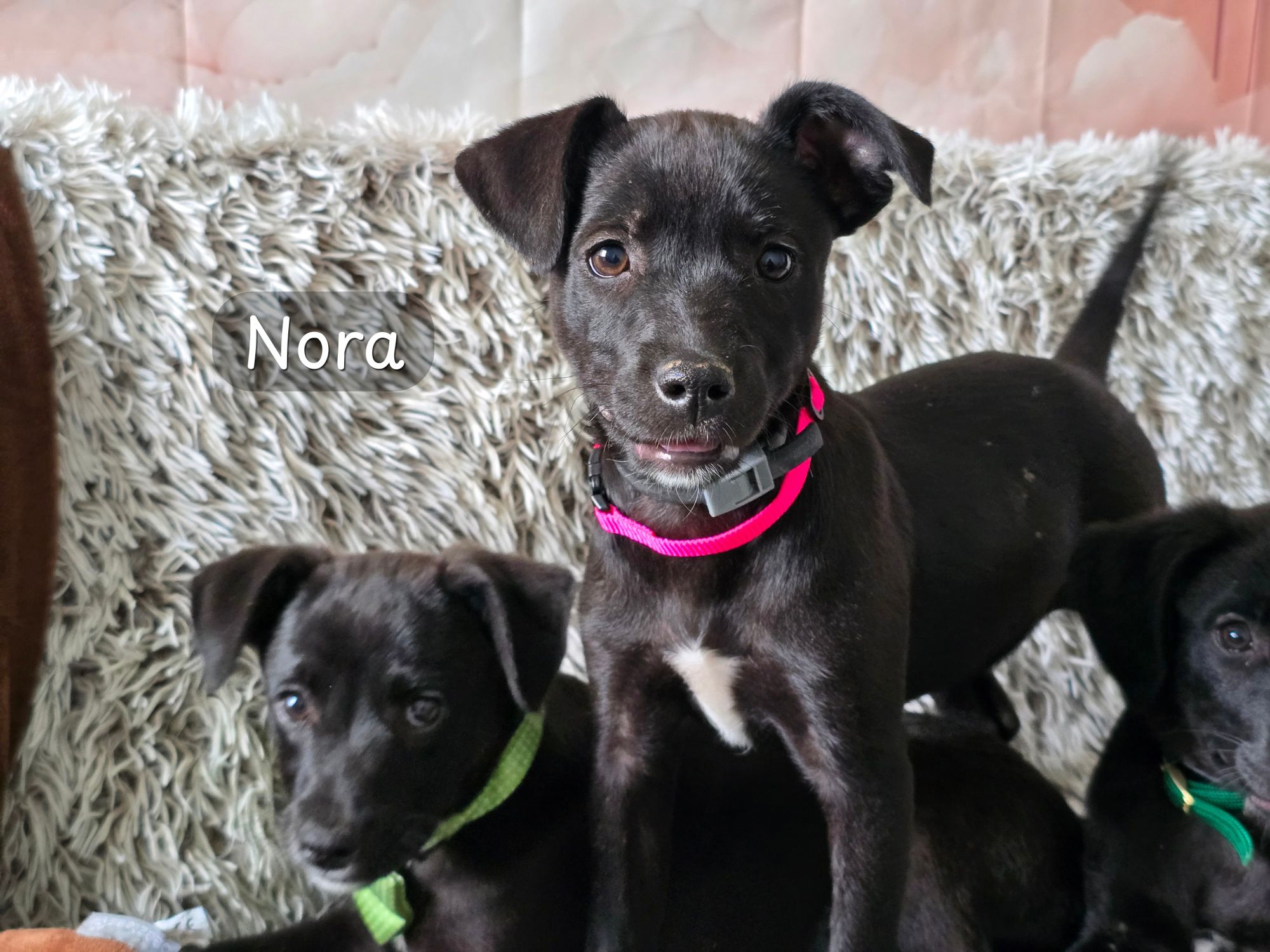 nora ter adoptie