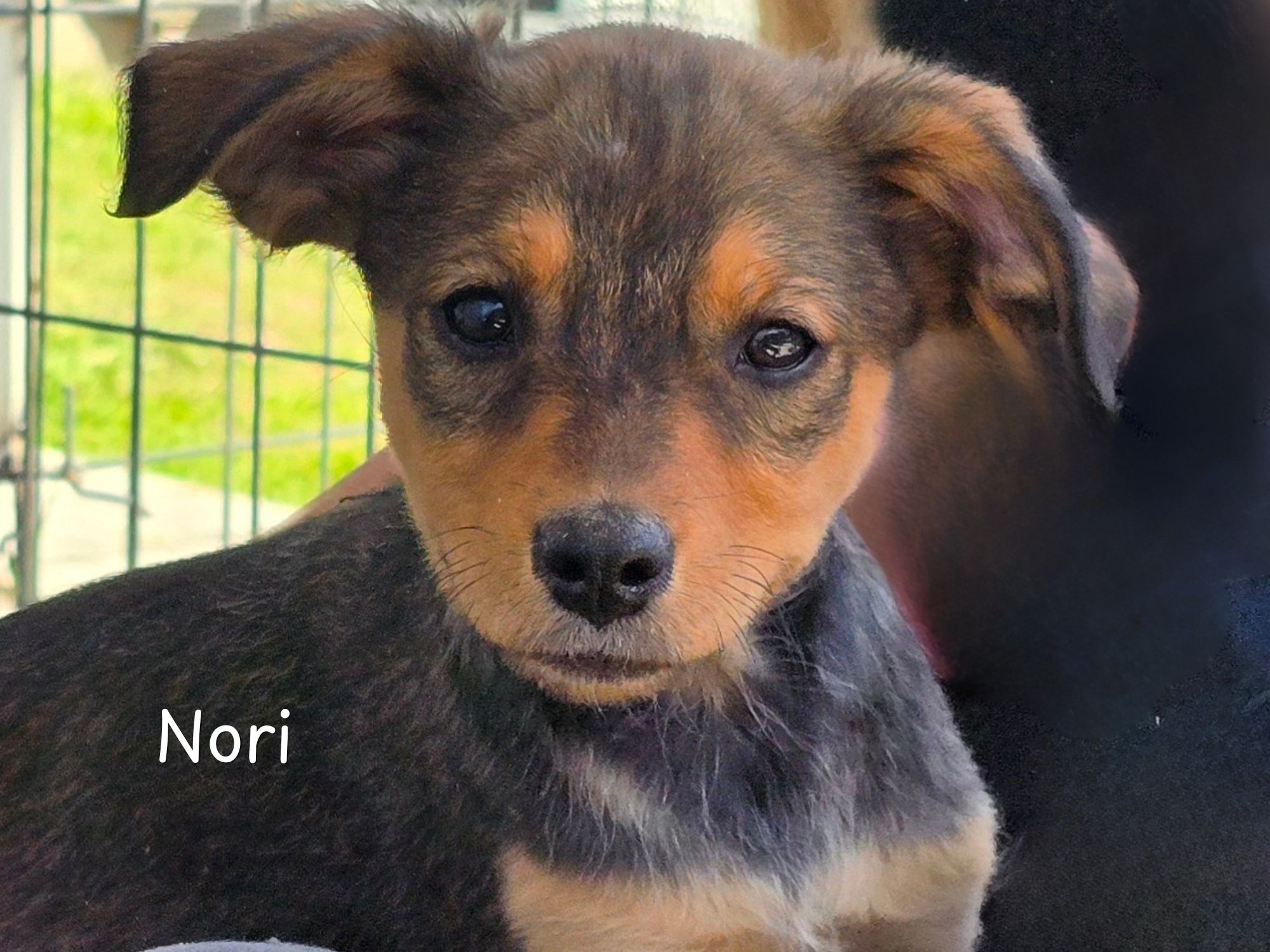 nori ter adoptie
