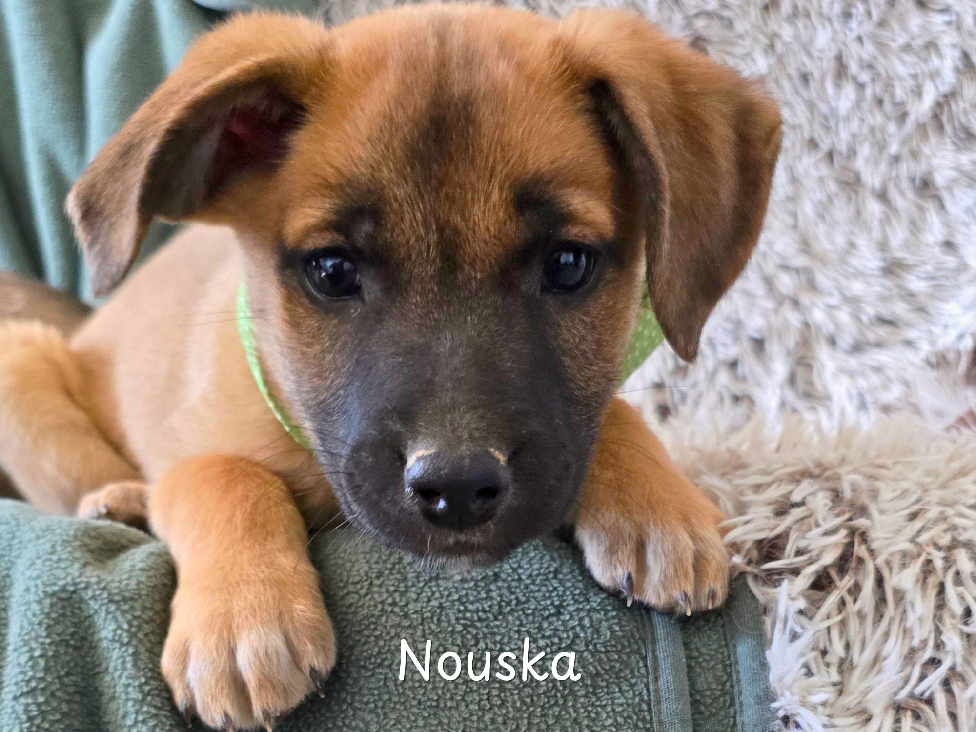 nouska ter adoptie