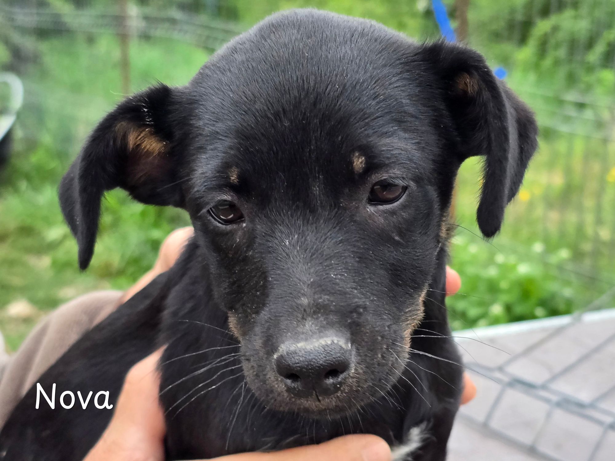 nova ter adoptie