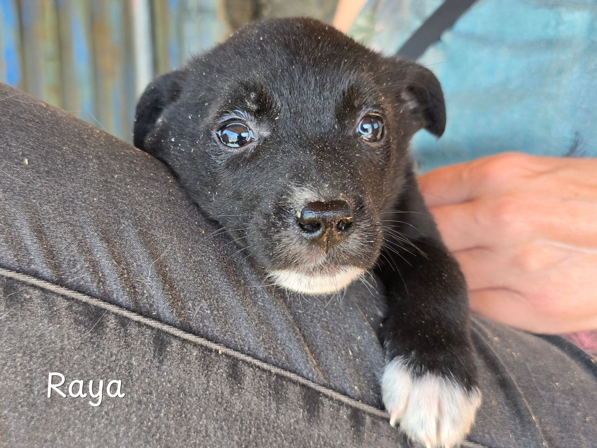 raya ter adoptie