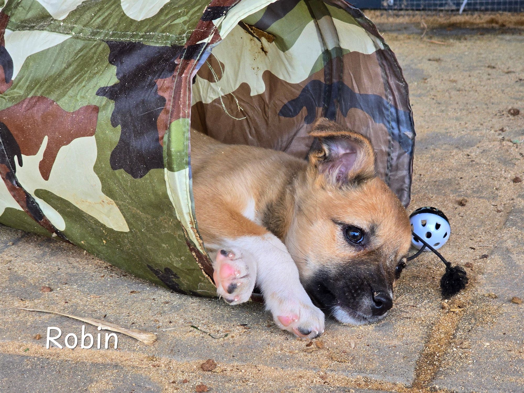 robin ter adoptie