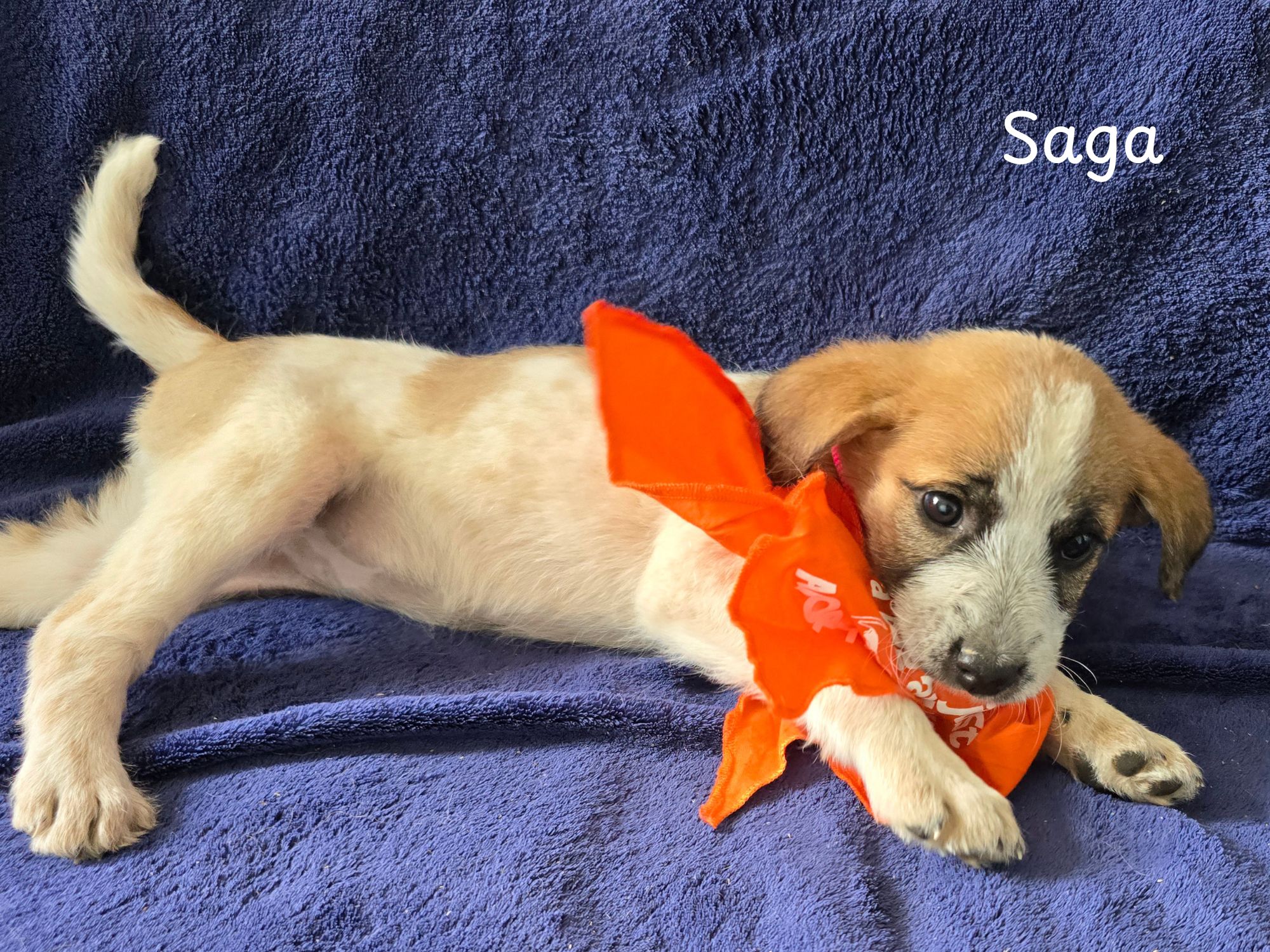 saga ter adoptie