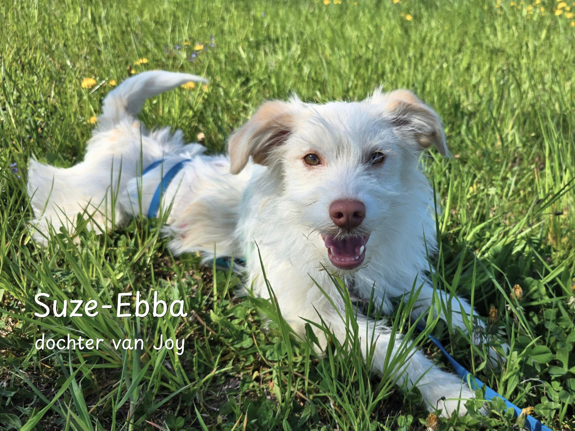 suze-ebba ter adoptie