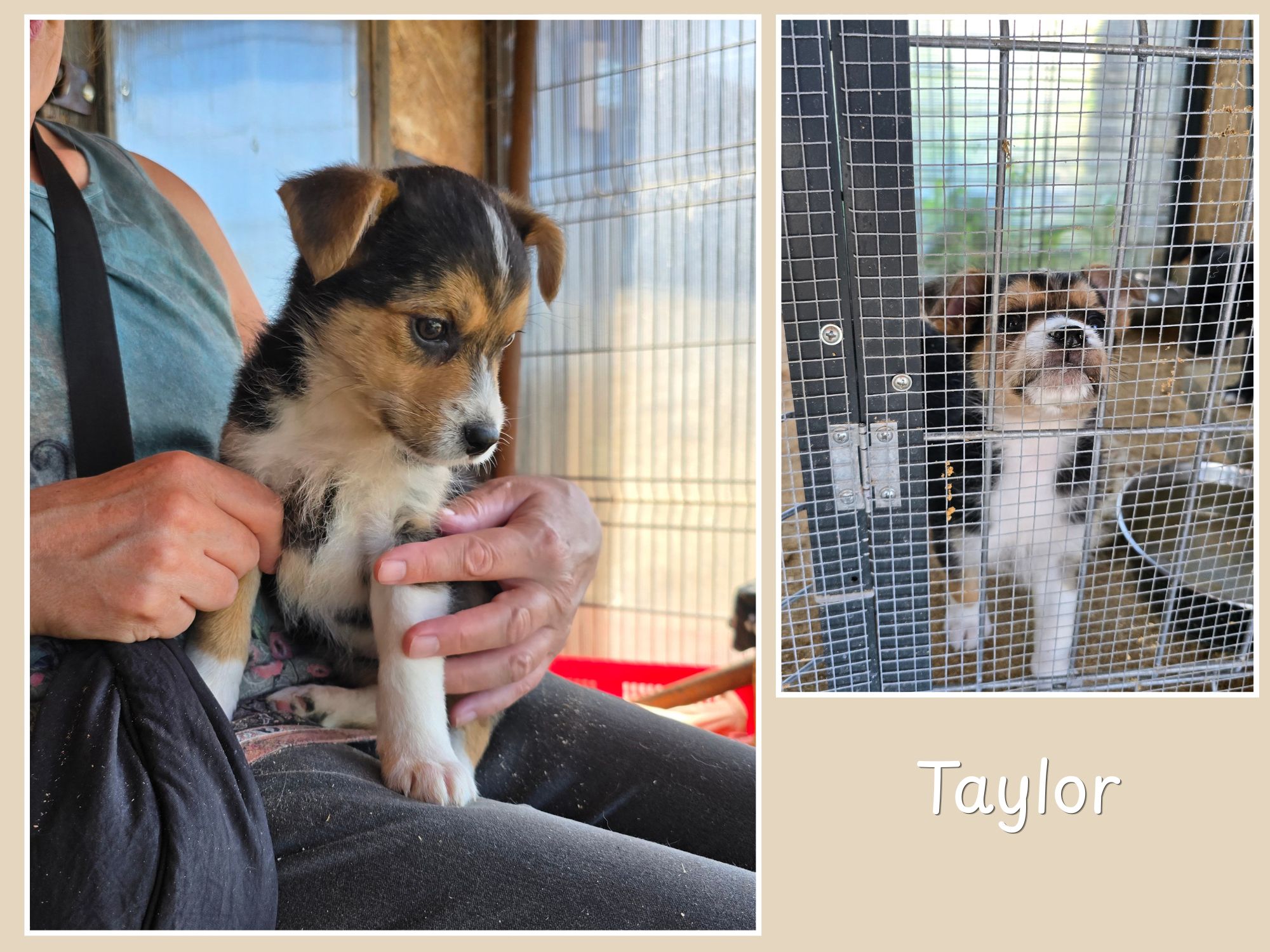 taylor ter adoptie