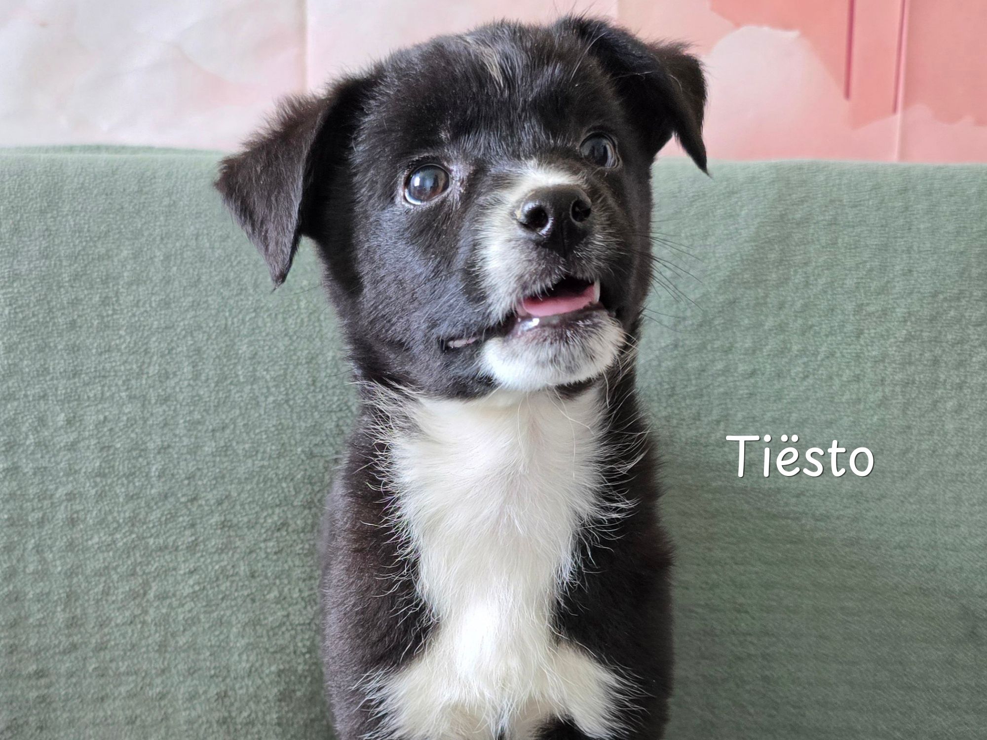 tiesto ter adoptie